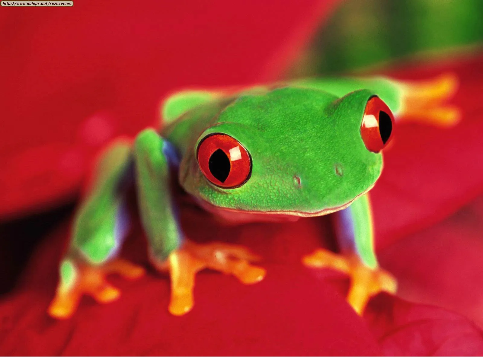 frog wallpapers 11
