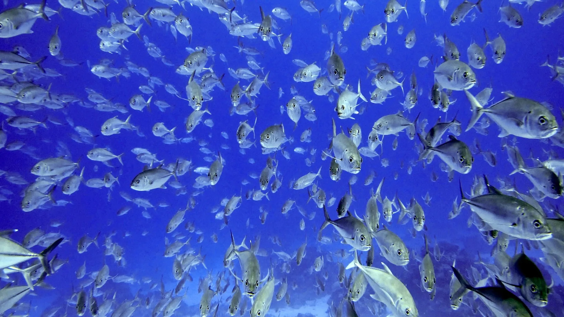 ocean fish wallpaper hd for desktop 8352 1920x1080