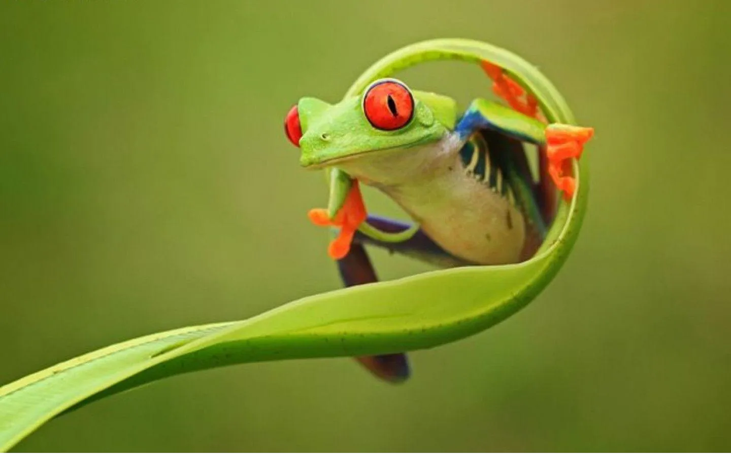 frog wallpapers 12
