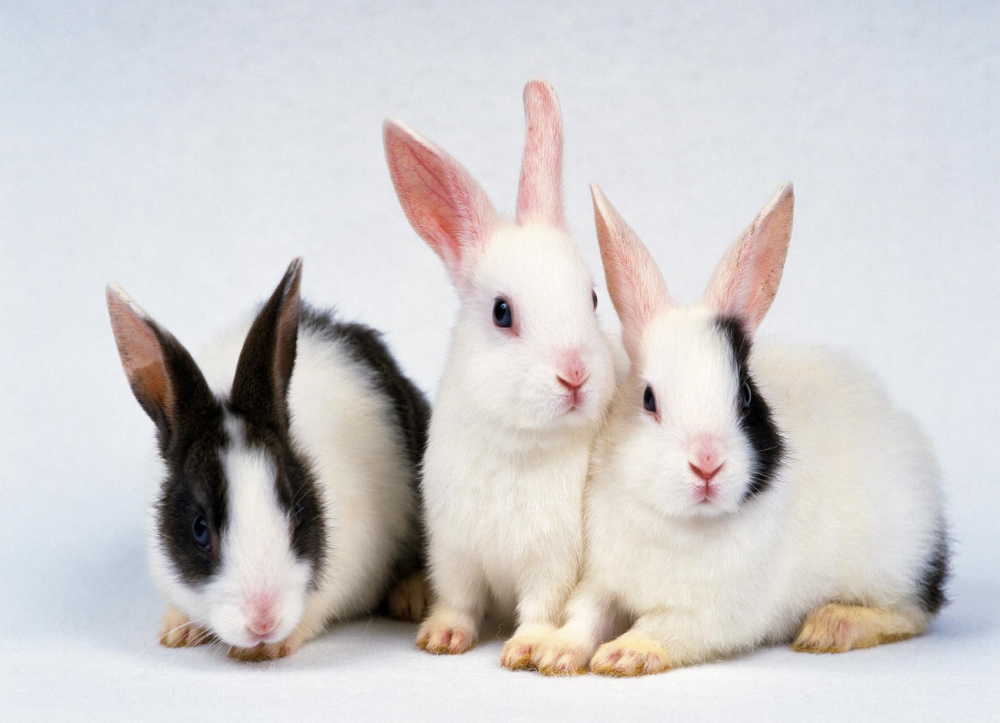rabbit-wallpaper