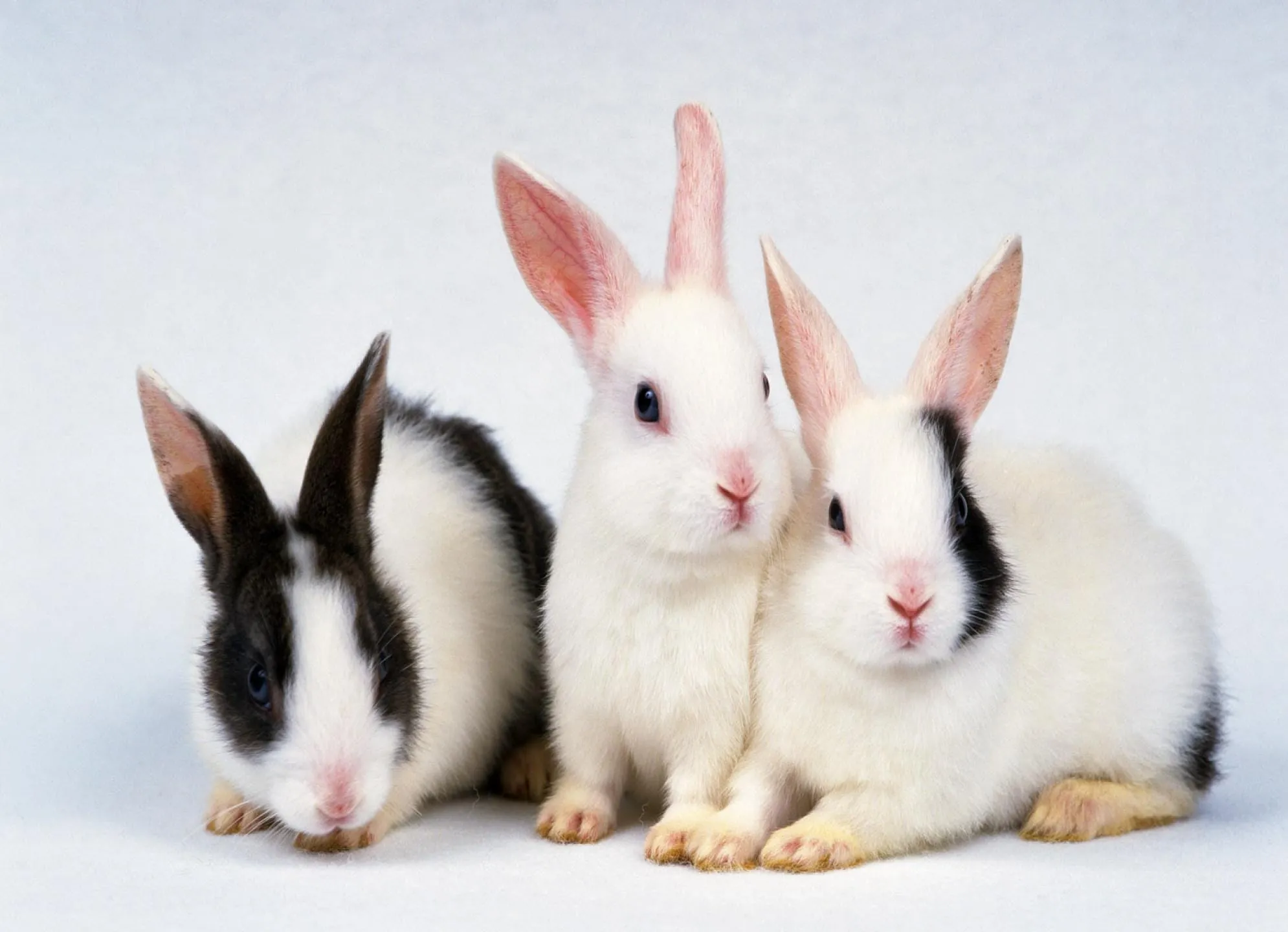 rabbit wallpaper 3