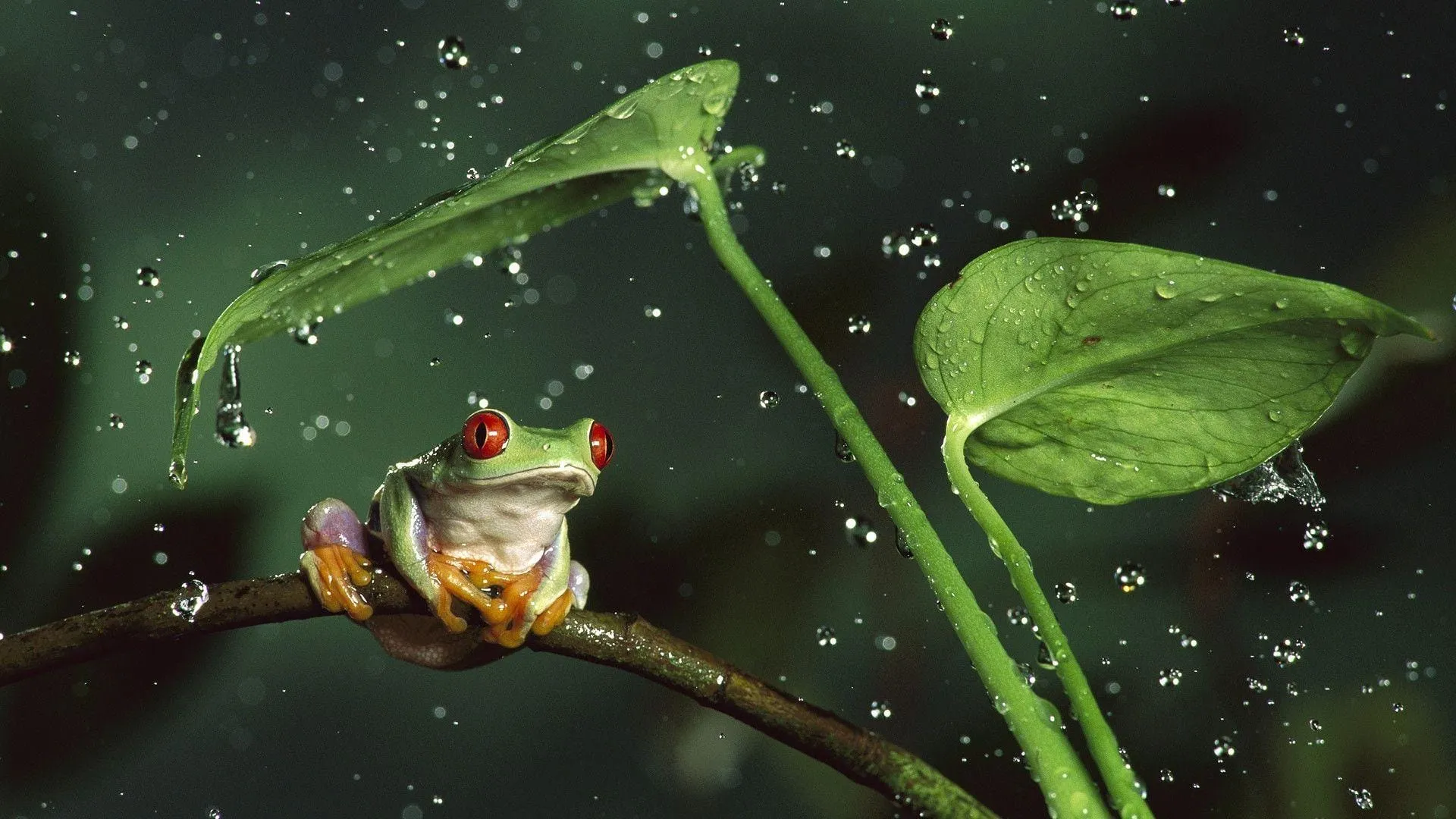 frog wallpapers 13