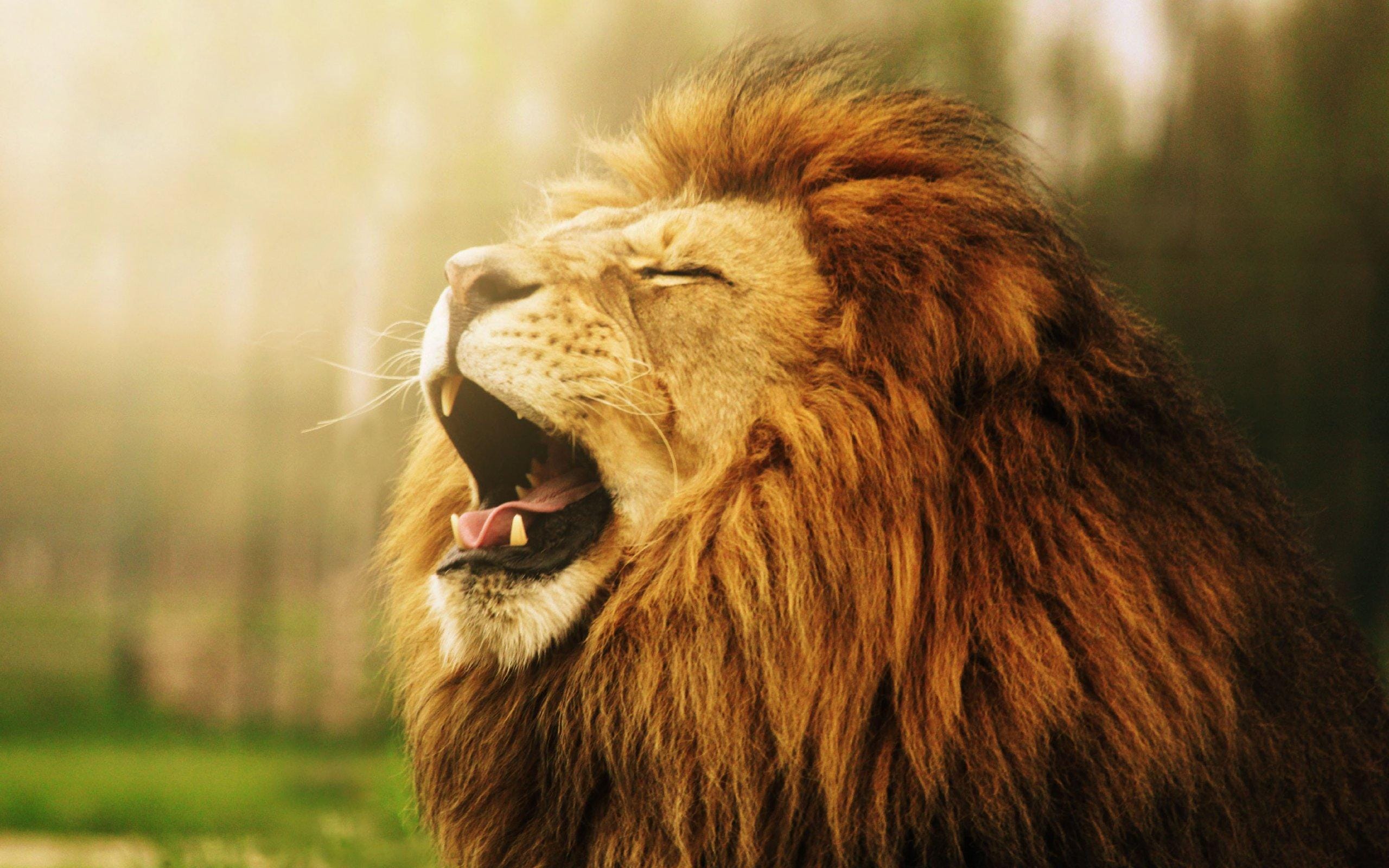 roaring lion hd wallpaper 10098587
