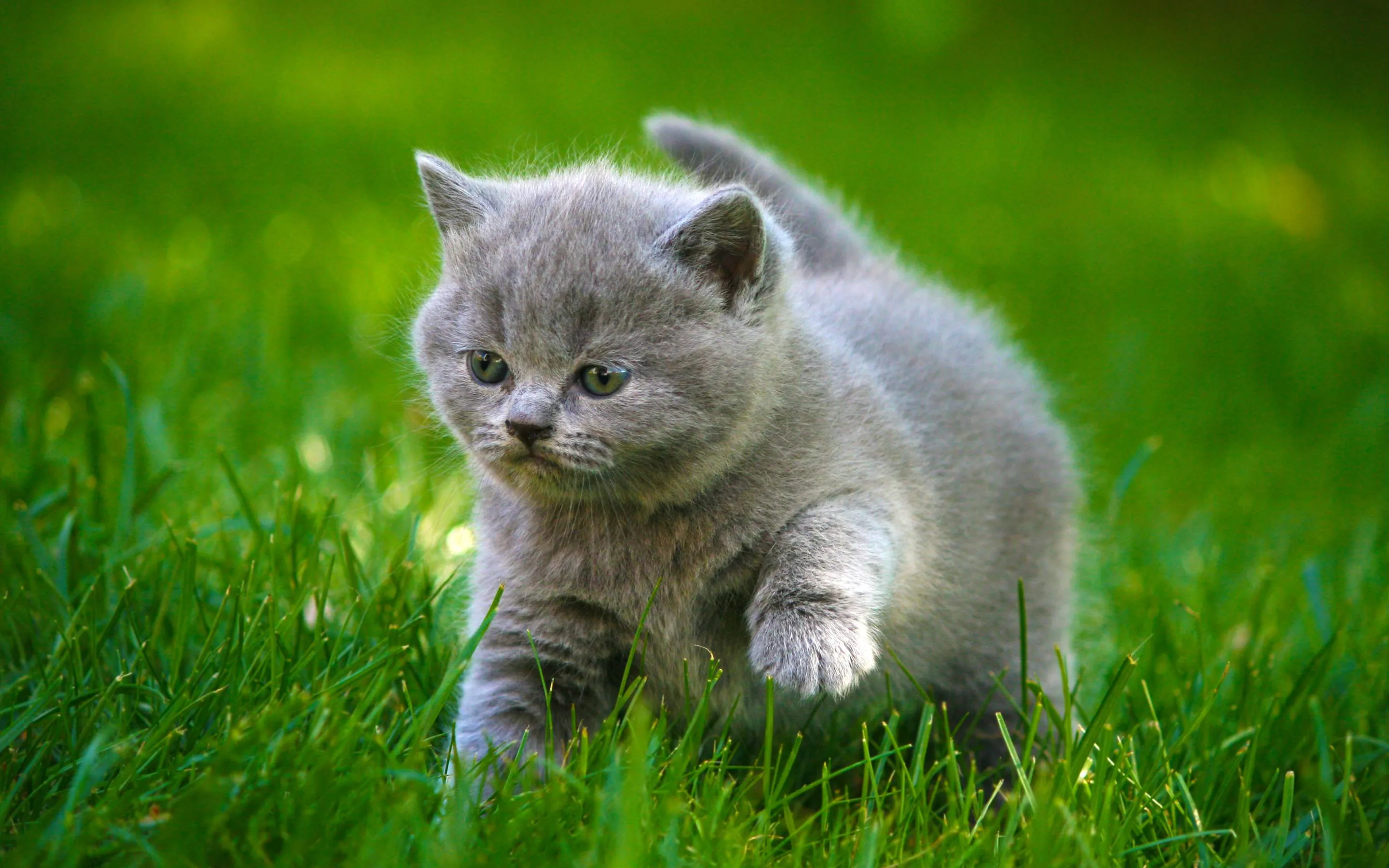 cat hd wallpapers