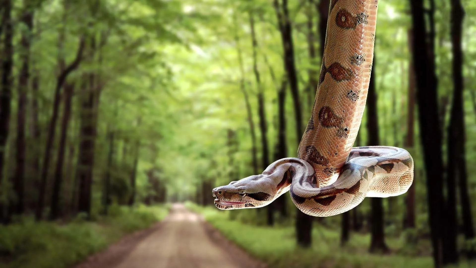 sand viper snake