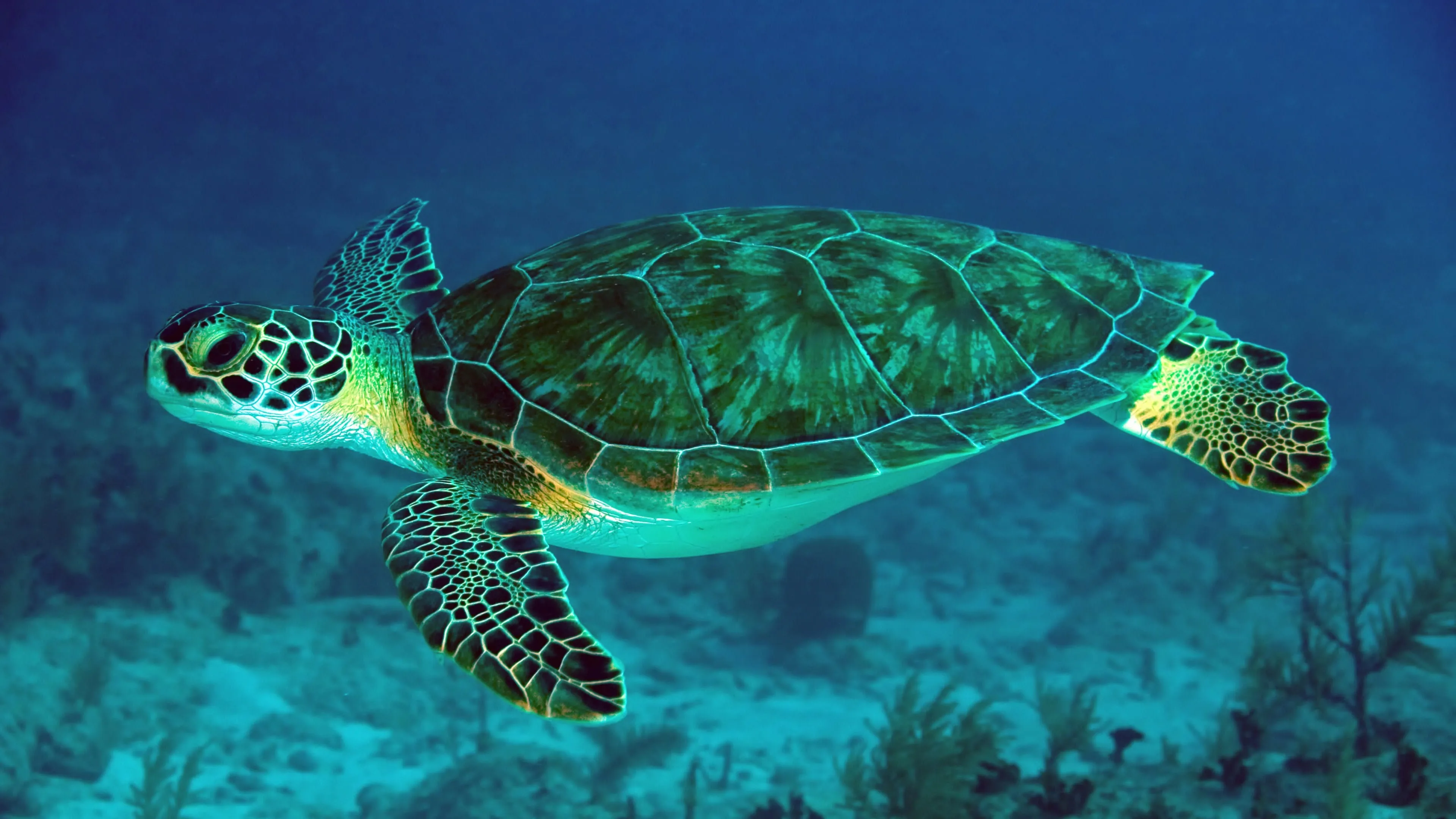 sea turtle desktop background
