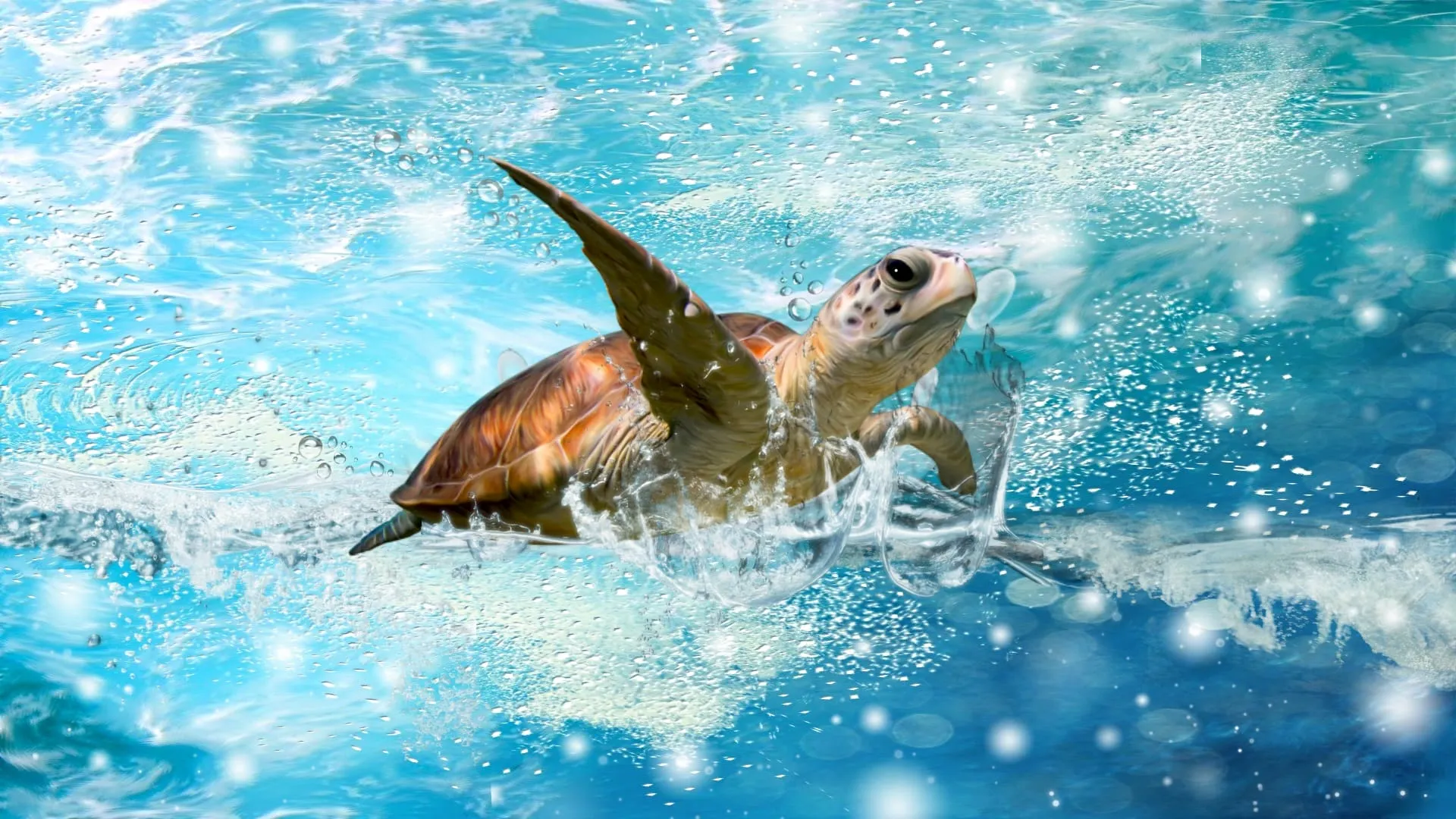 sea turtle wallpaper 4514 4587 hd wallpapers