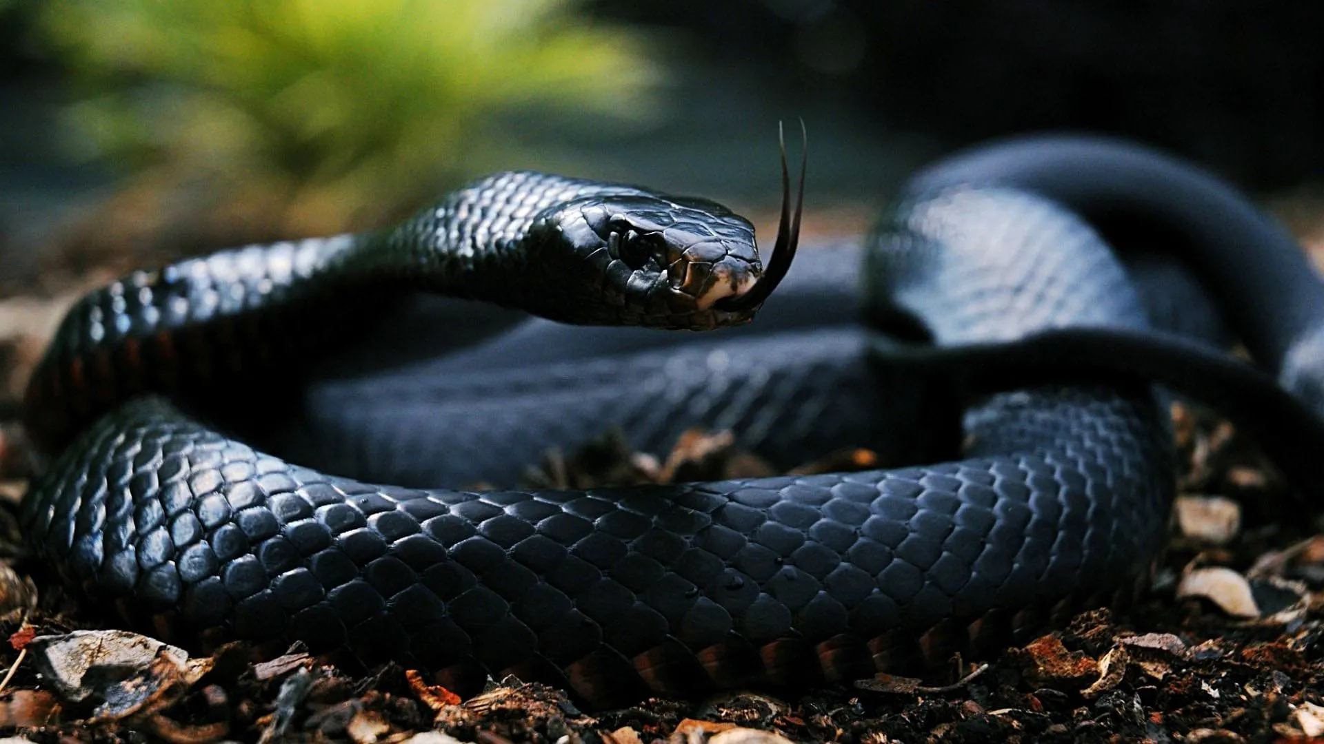 snake snakes 40437505 1920 1080