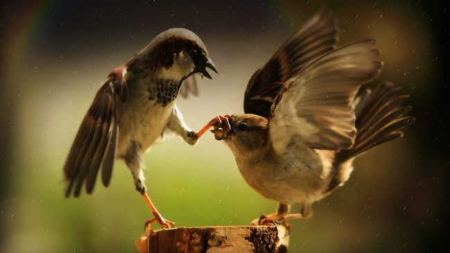 sparrow-fight-close-up-amusing-650x366