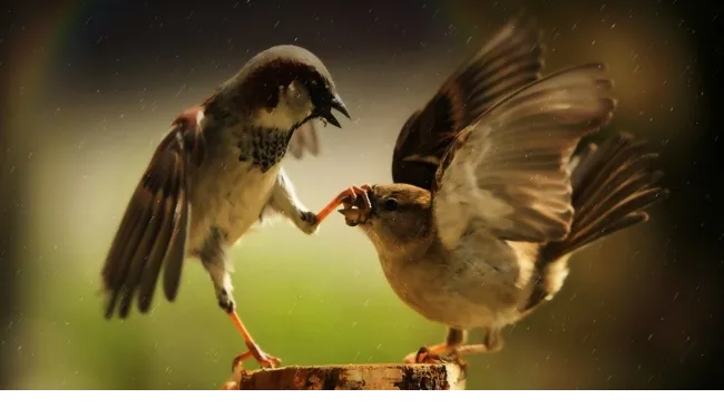 sparrow fight close up amusing 650x366