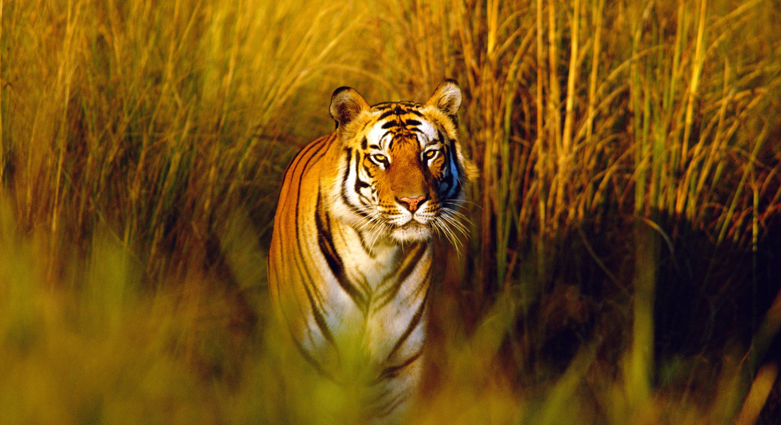 the tiger killing mood