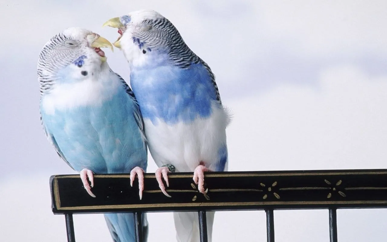 birds wallpapers 5