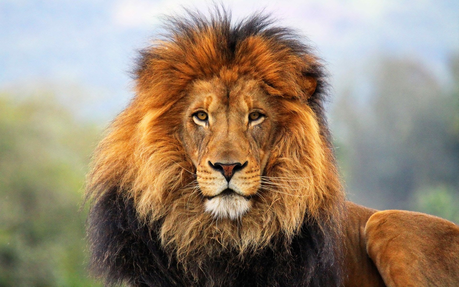 lion-solo-hunting-desktop-background