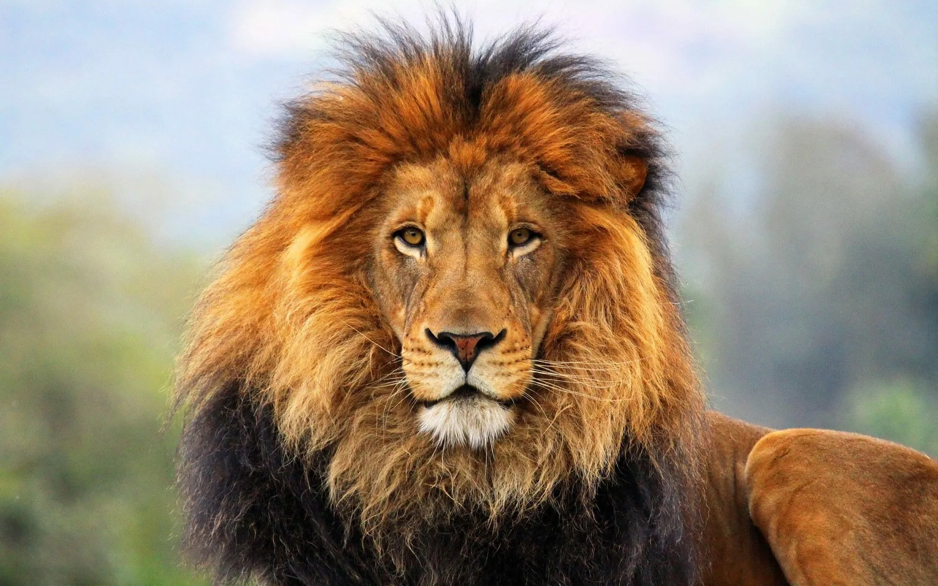 lion solo hunting desktop background