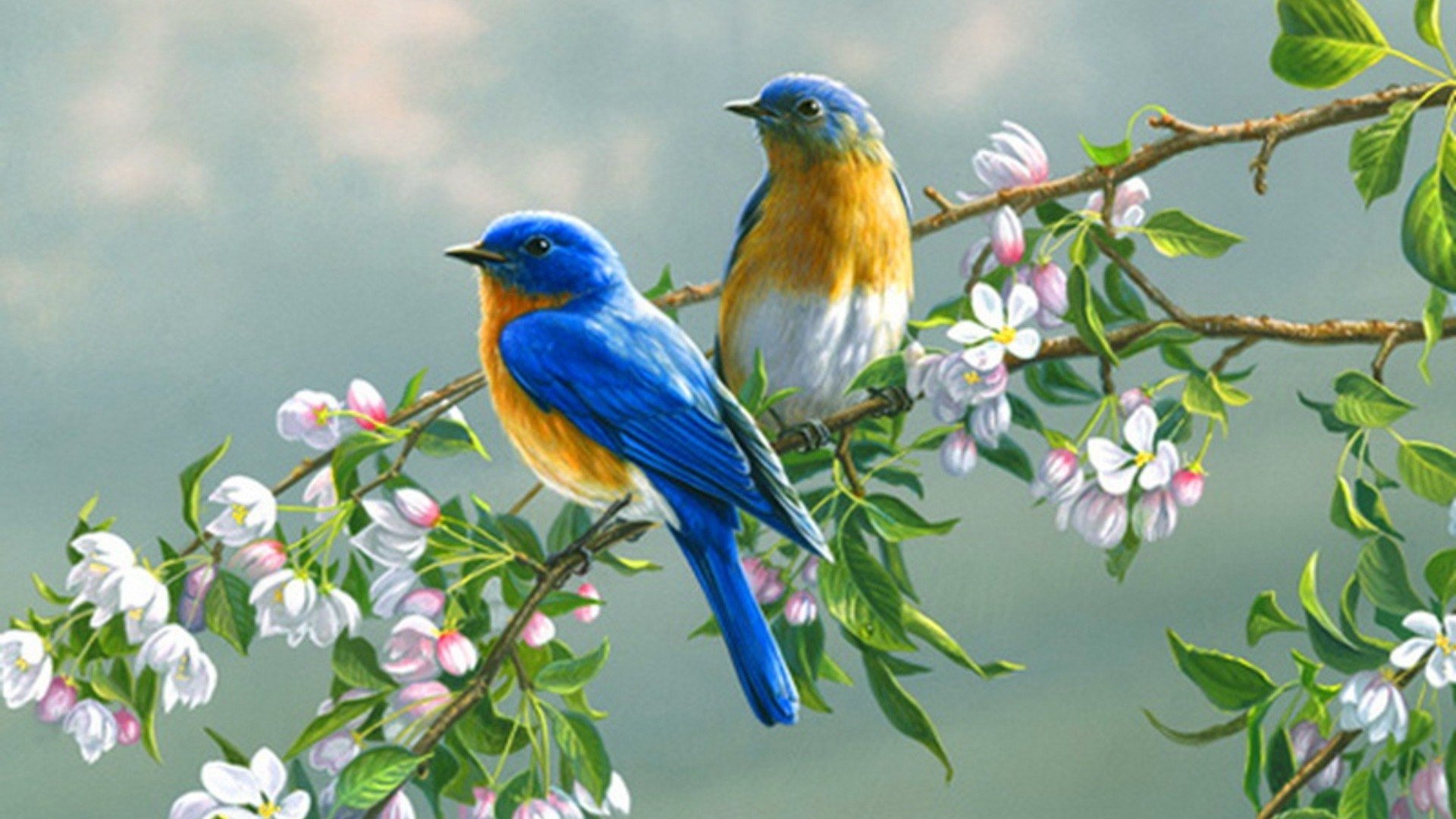 Birds Wallpapers