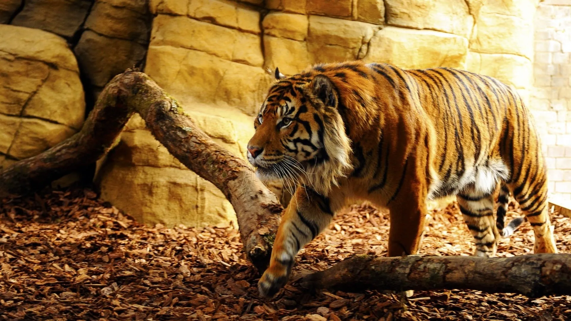 tiger hd wallpaper 3