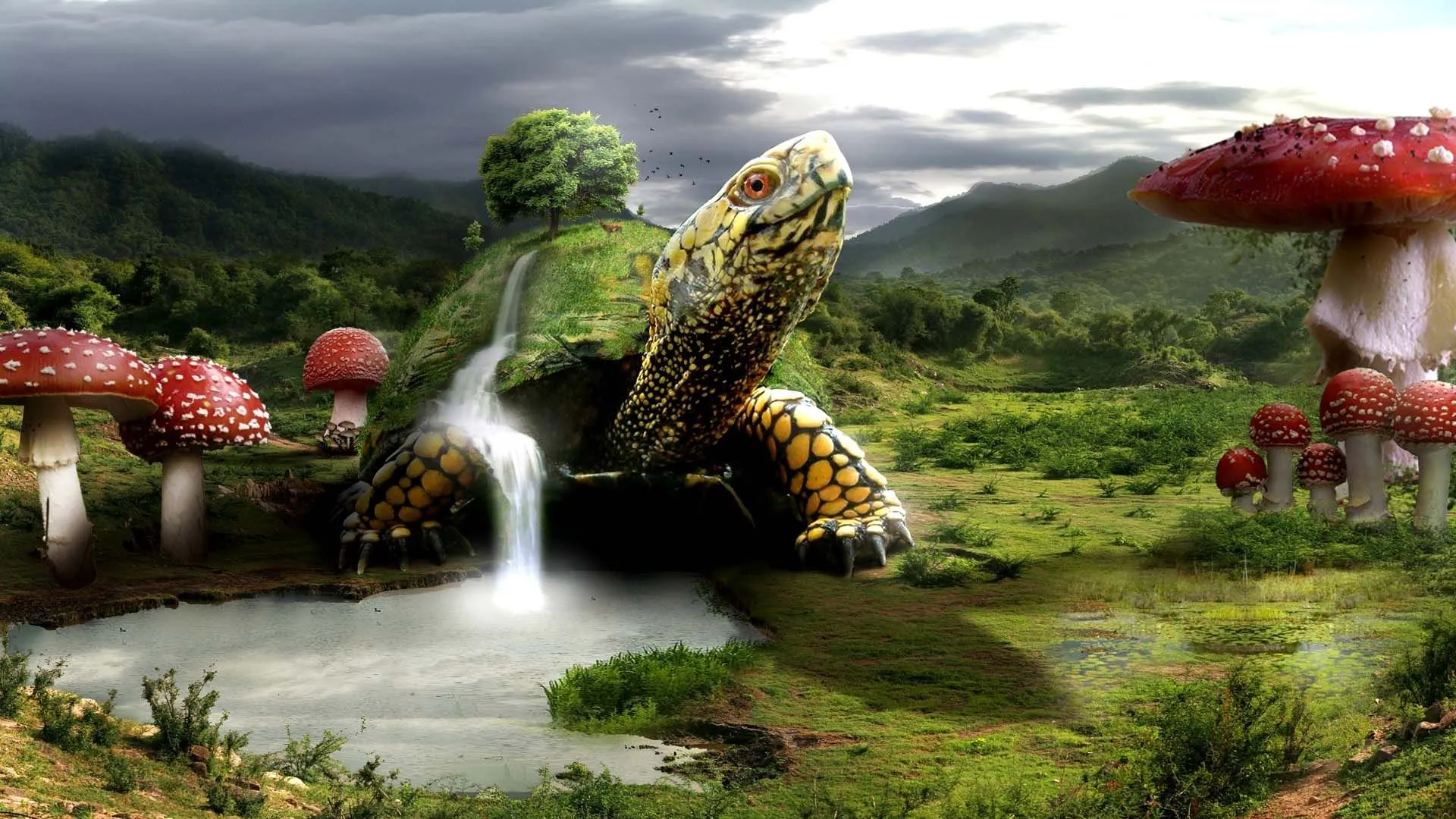 tortoise on nature