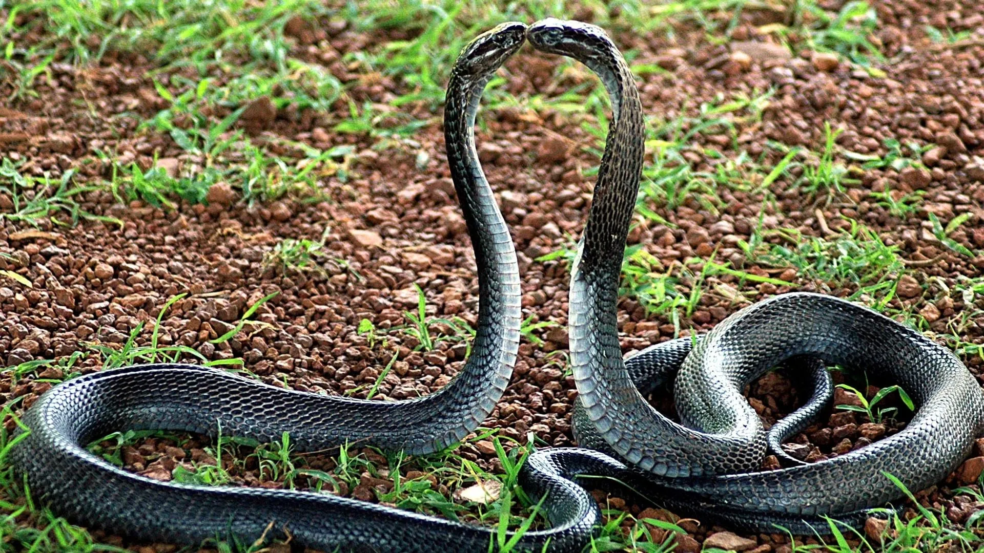 two snakes doing romance in farm image