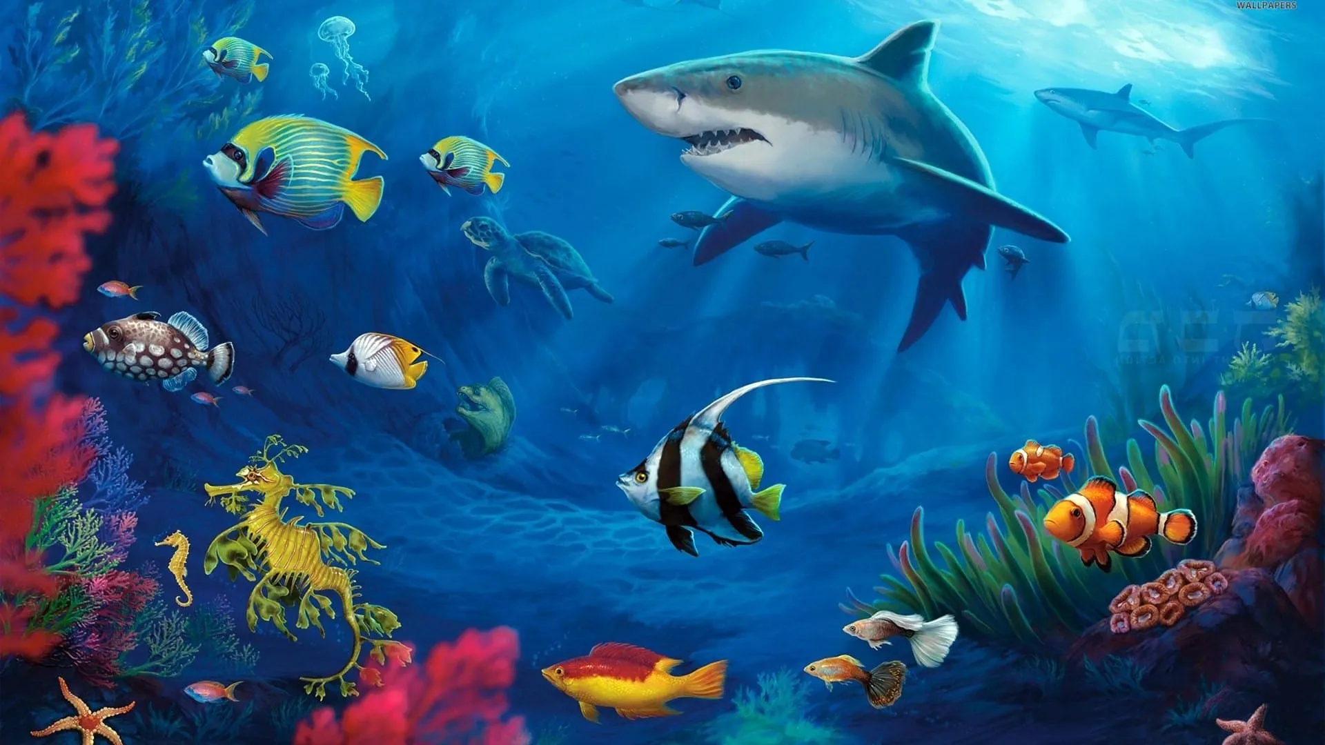 underwater life corel reef fish wallpaper 1920x1080
