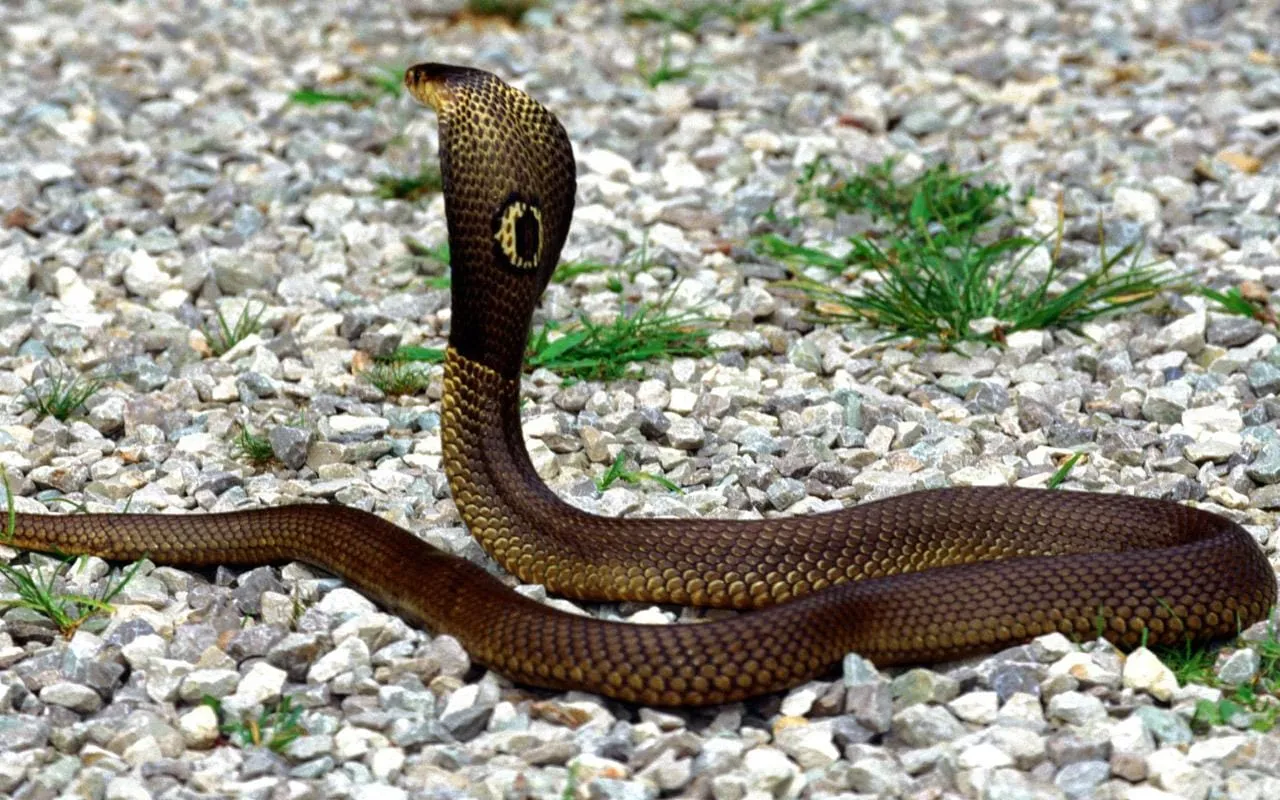 snake hd desktop background wallpaper 2
