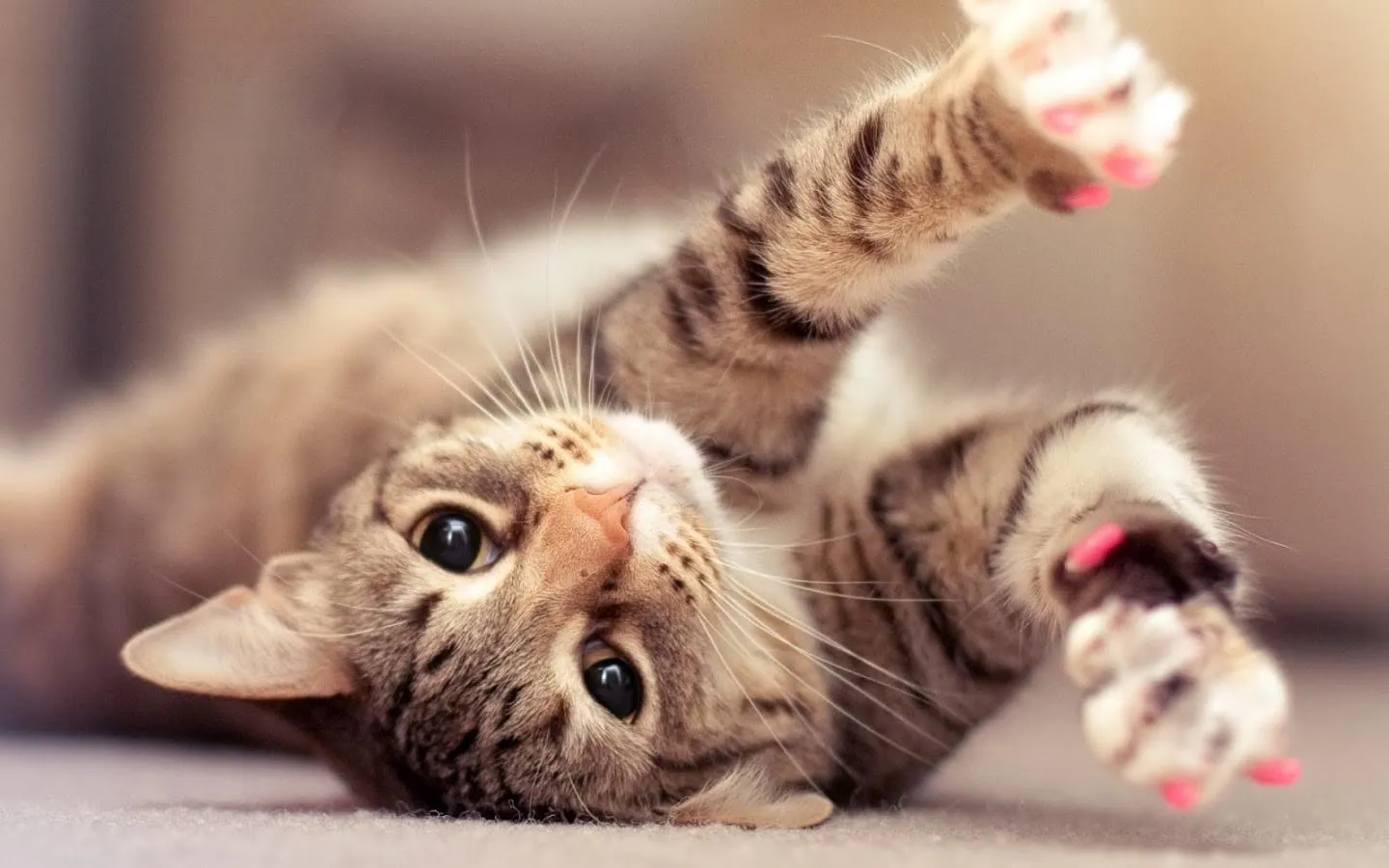 cat hd wallpapers 2