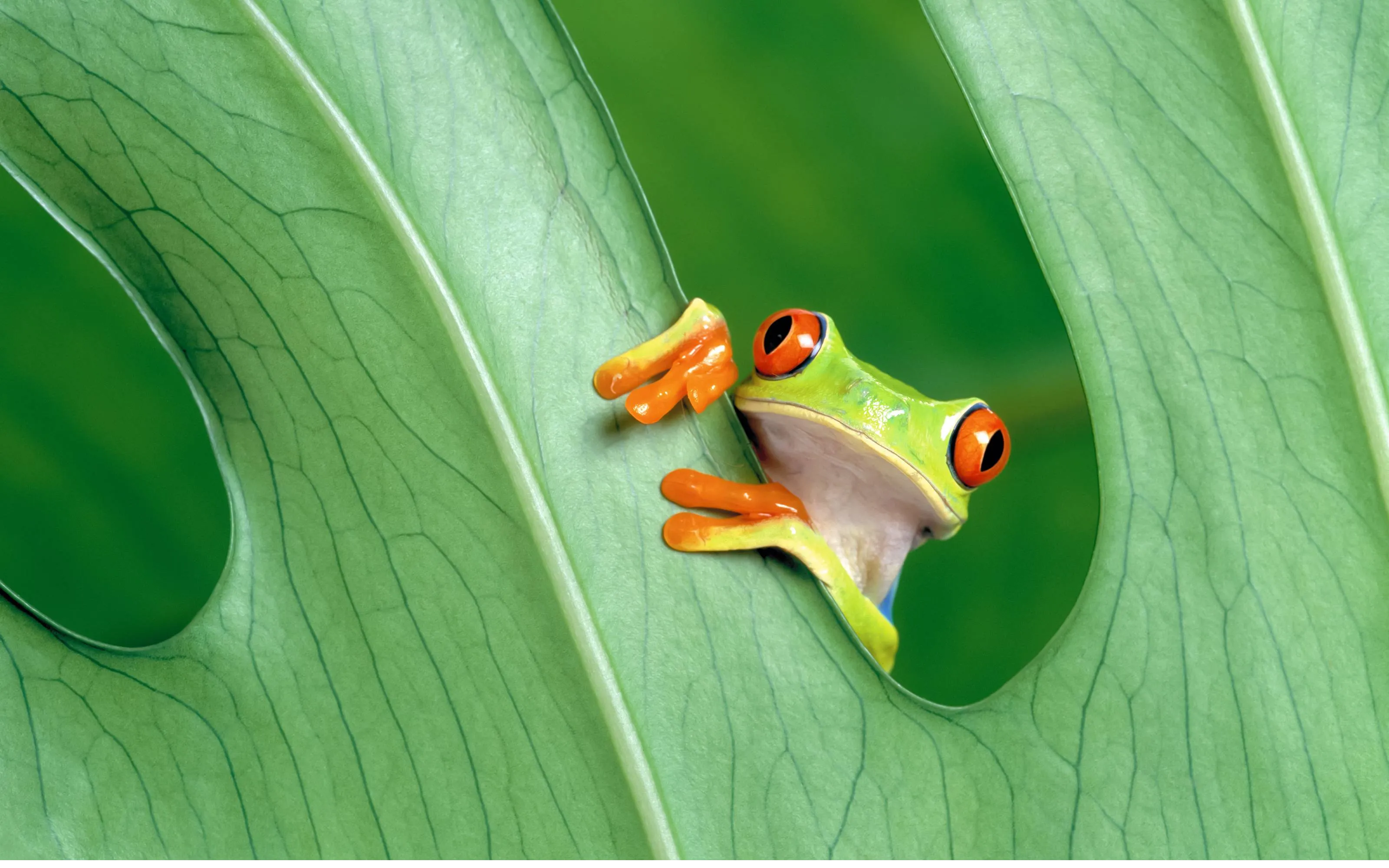 frog wallpapers 14