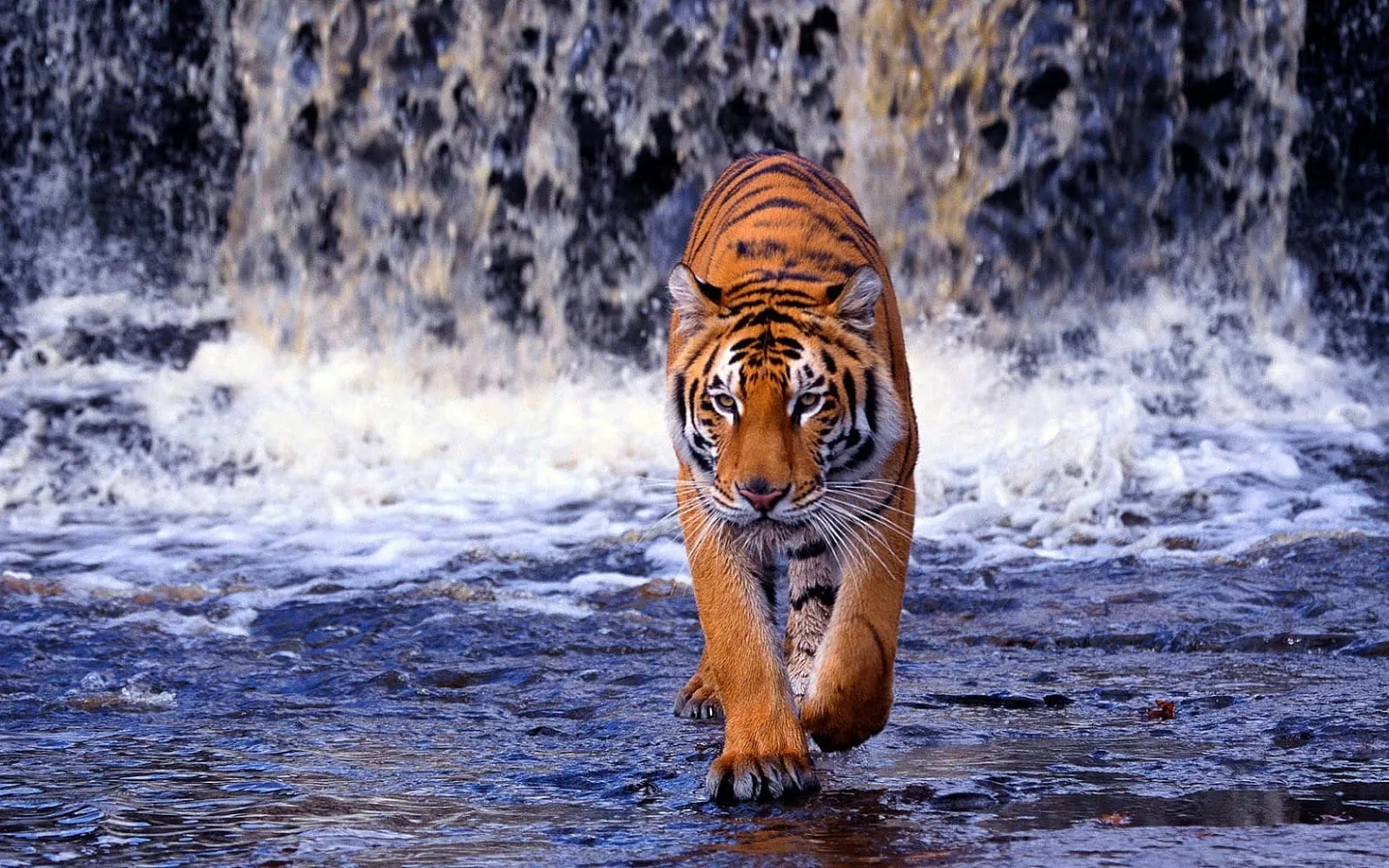 wallpaper of a tiger walking through water