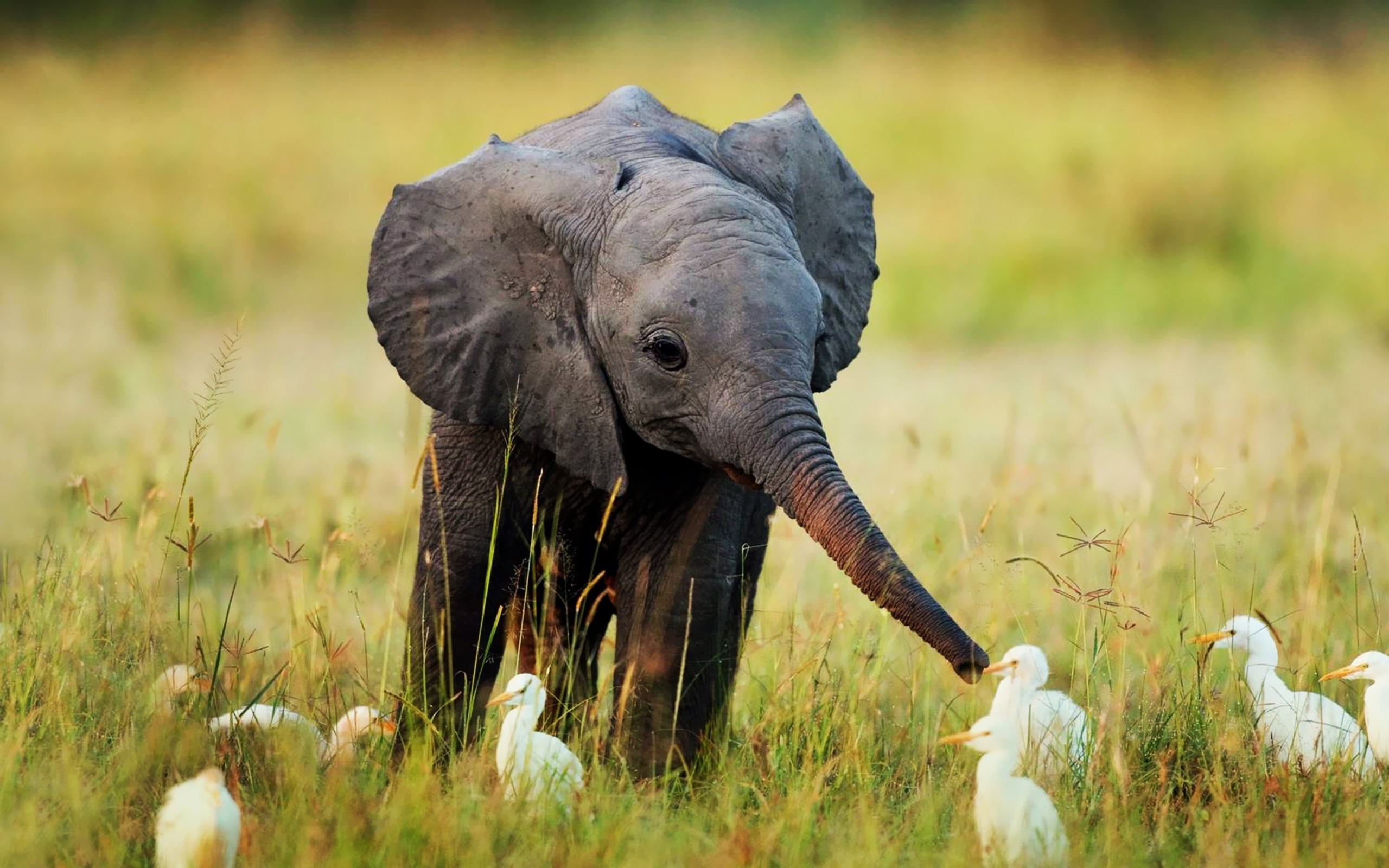 wallpaper-Elephant-Wallpapers-HD-For-Desktop