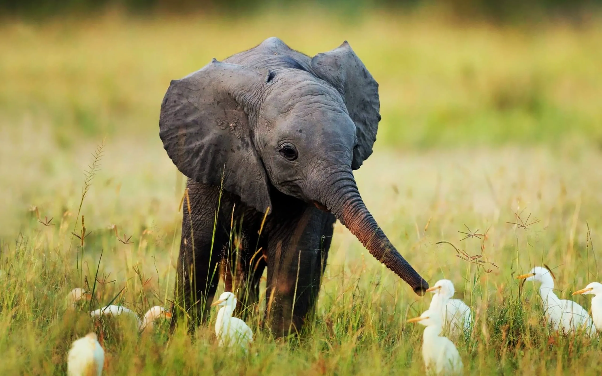 wallpaper elephant wallpapers hd for desktop