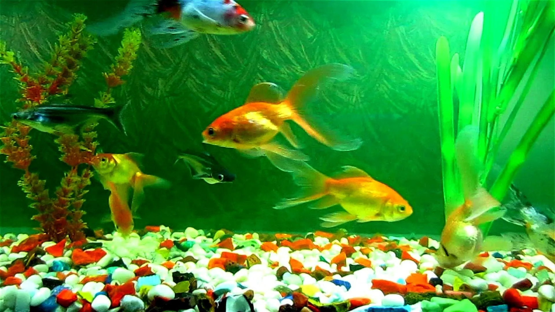wallpaper fish tank pictures