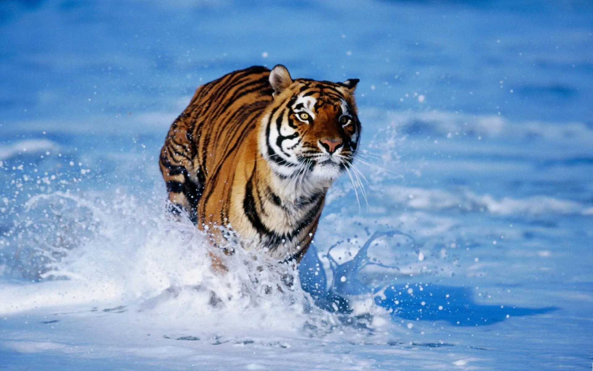 wallpaper hd bengal tiger wallpaper