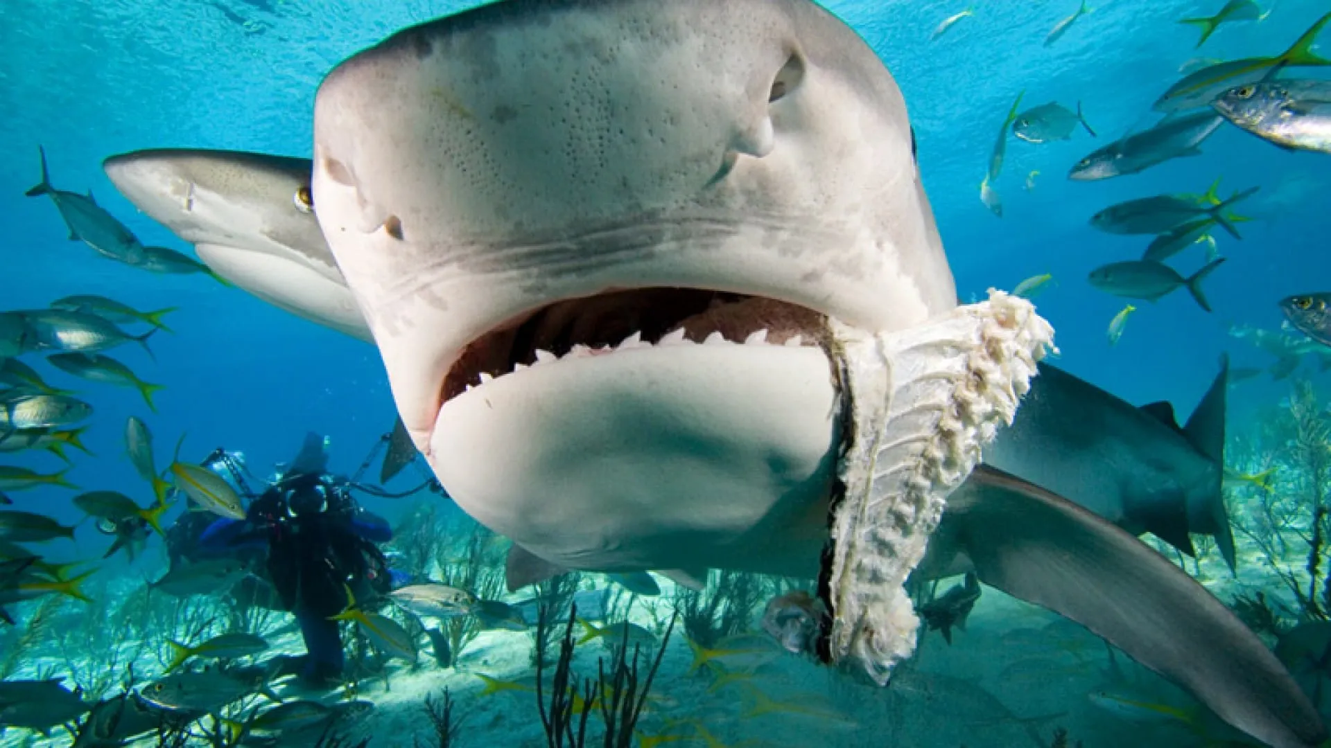whale shark eating fish wallpapers