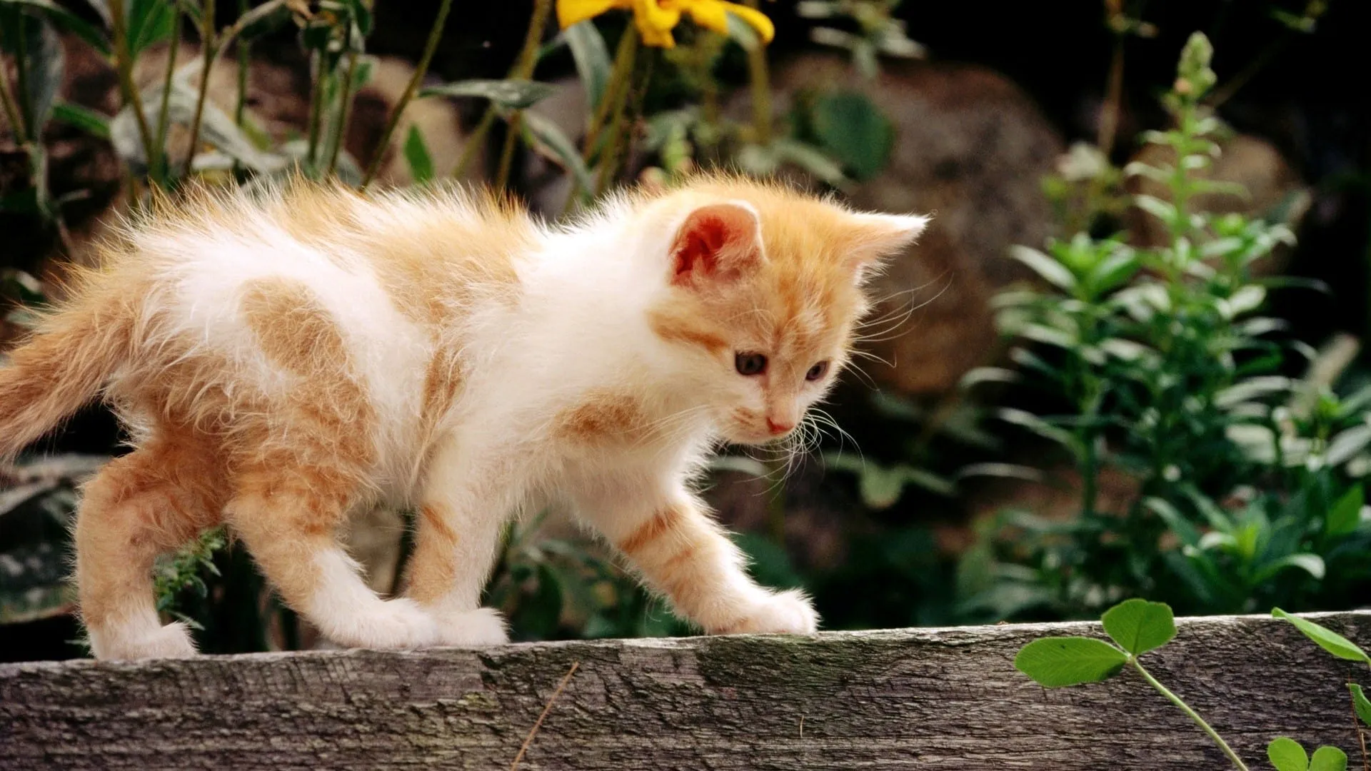 white and yellow cat hd wallpapers