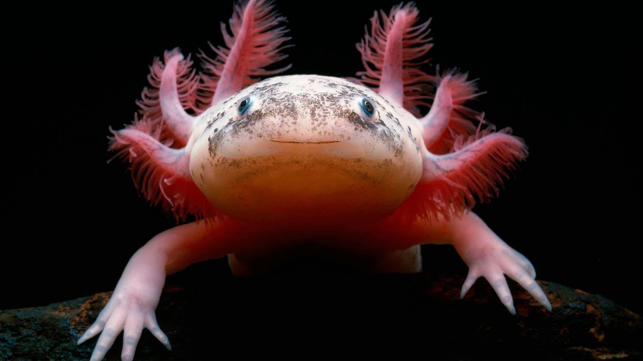 Axolotl Wallpapers