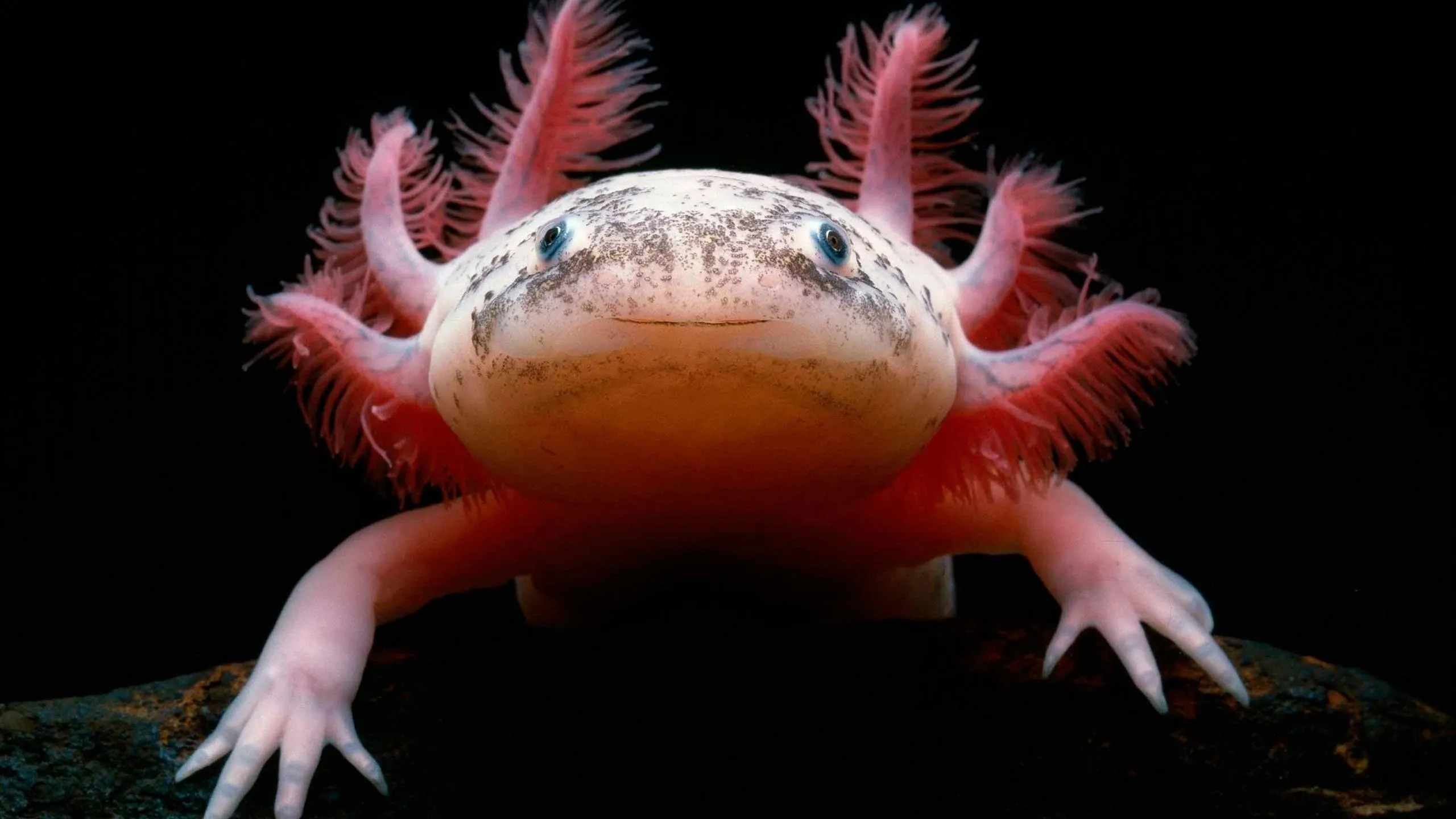 axolotl wallpapers 2