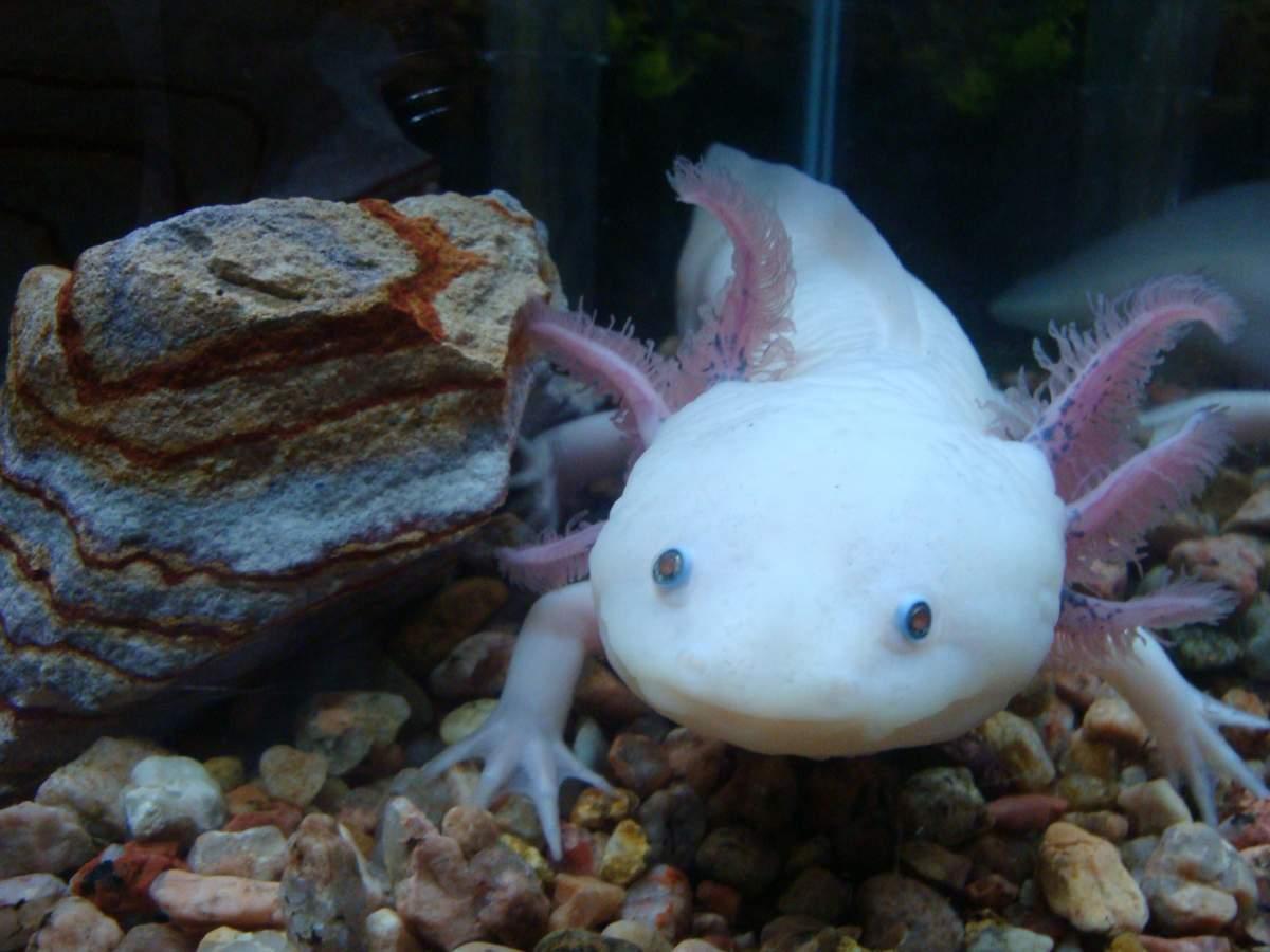 Axolotl Wallpapers