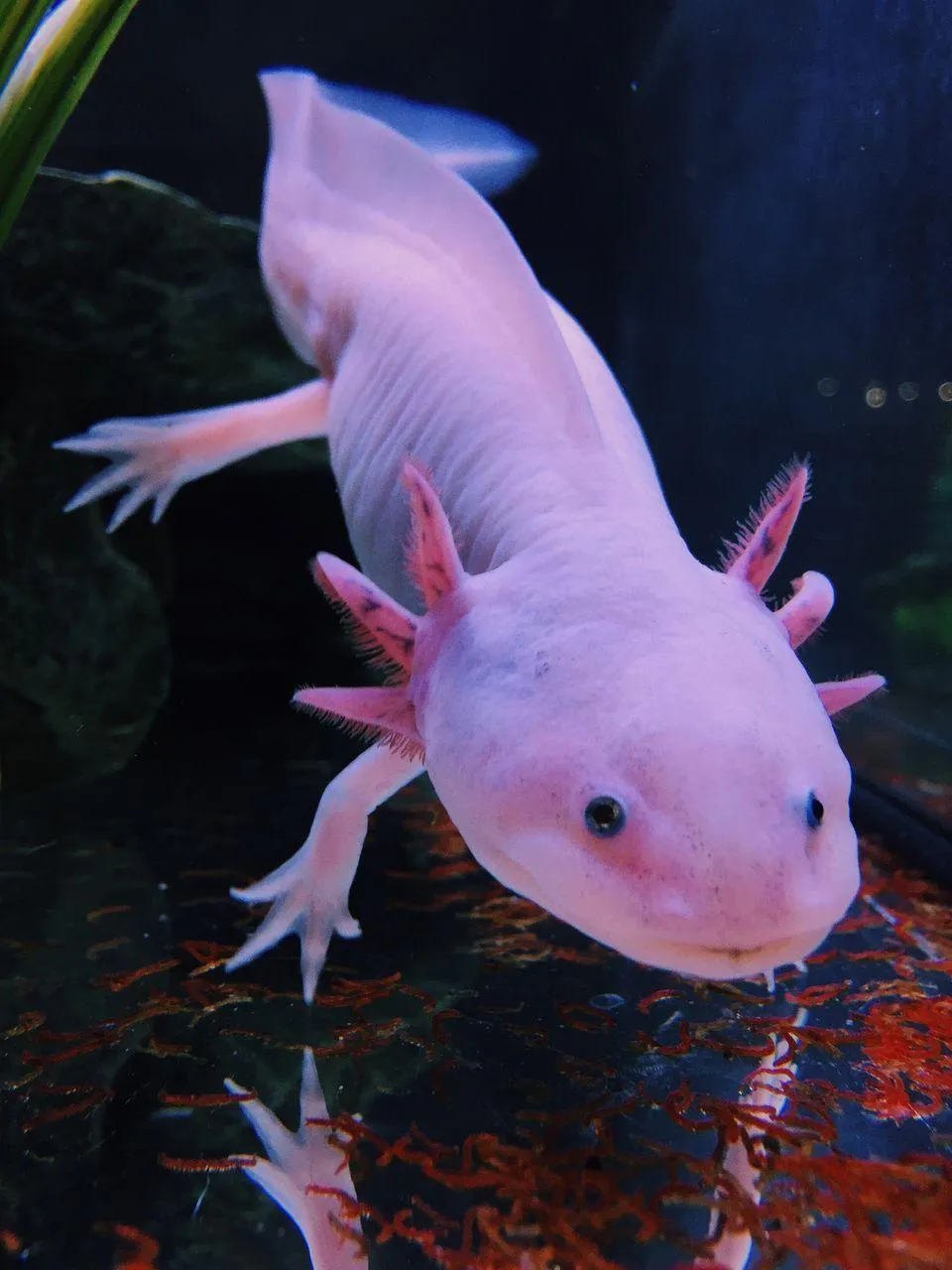 axolotl wallpapers 4