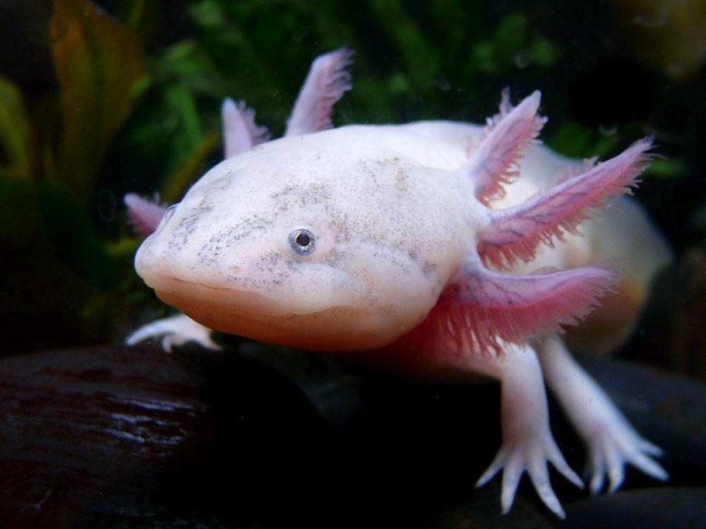 Axolotl Wallpapers