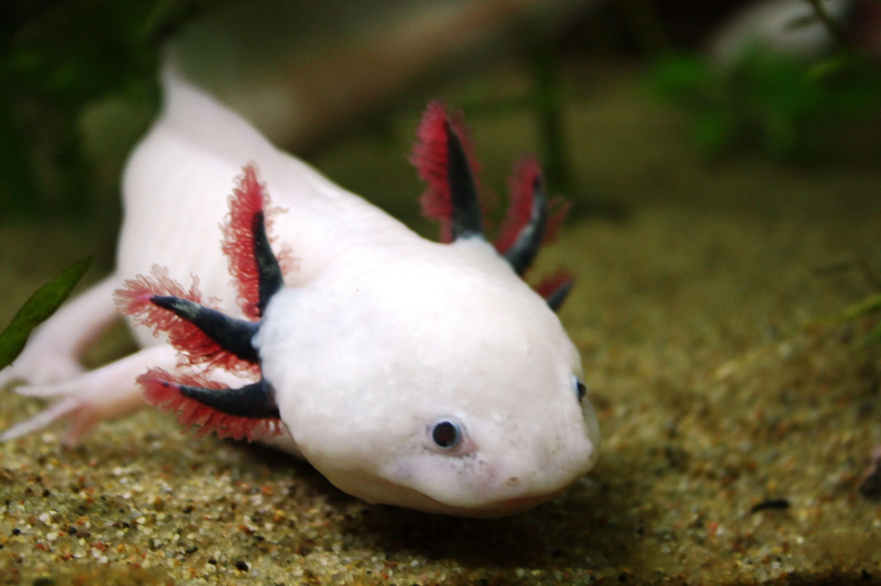 axolotl wallpapers 6