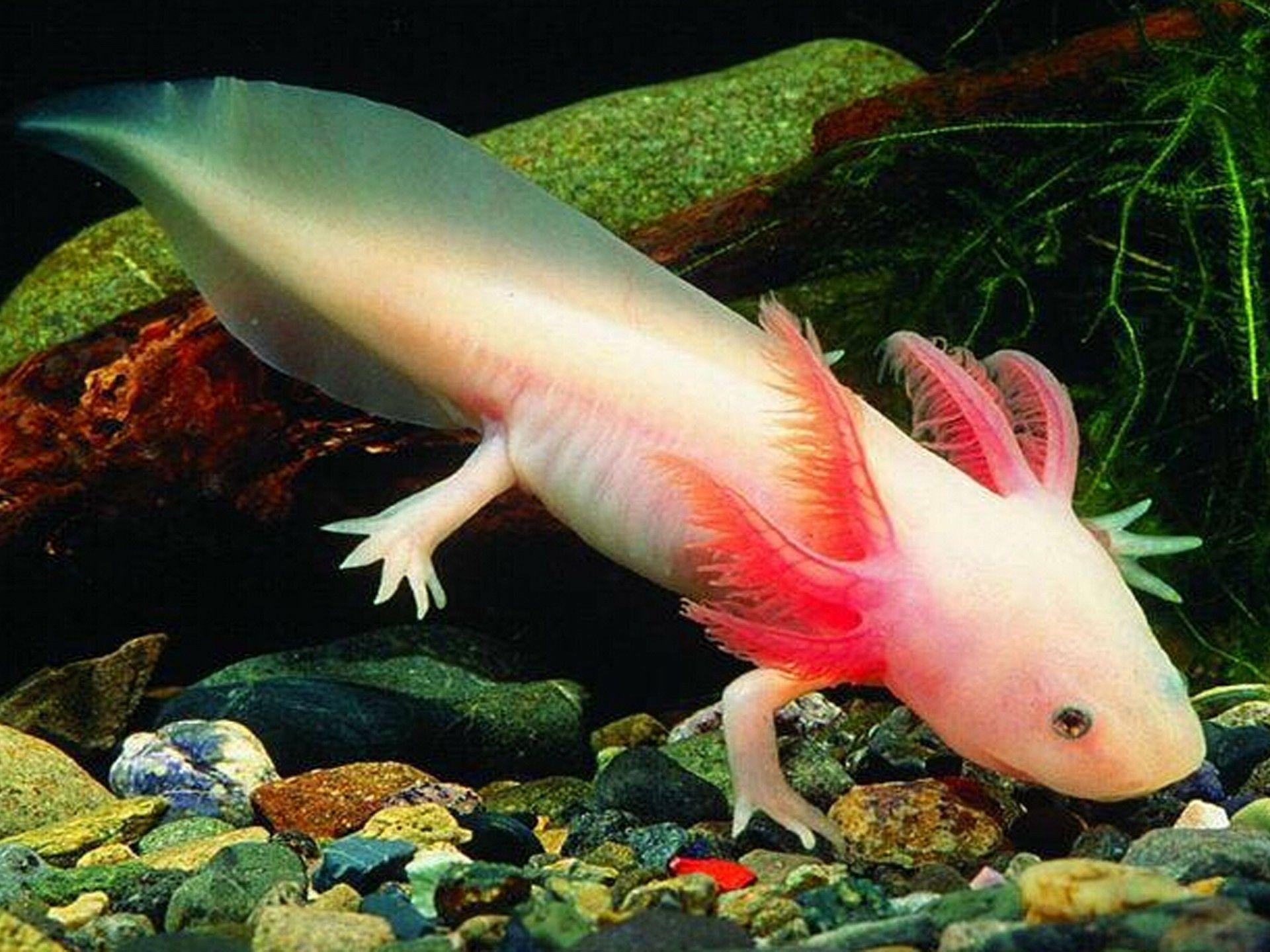 Axolotl Wallpapers