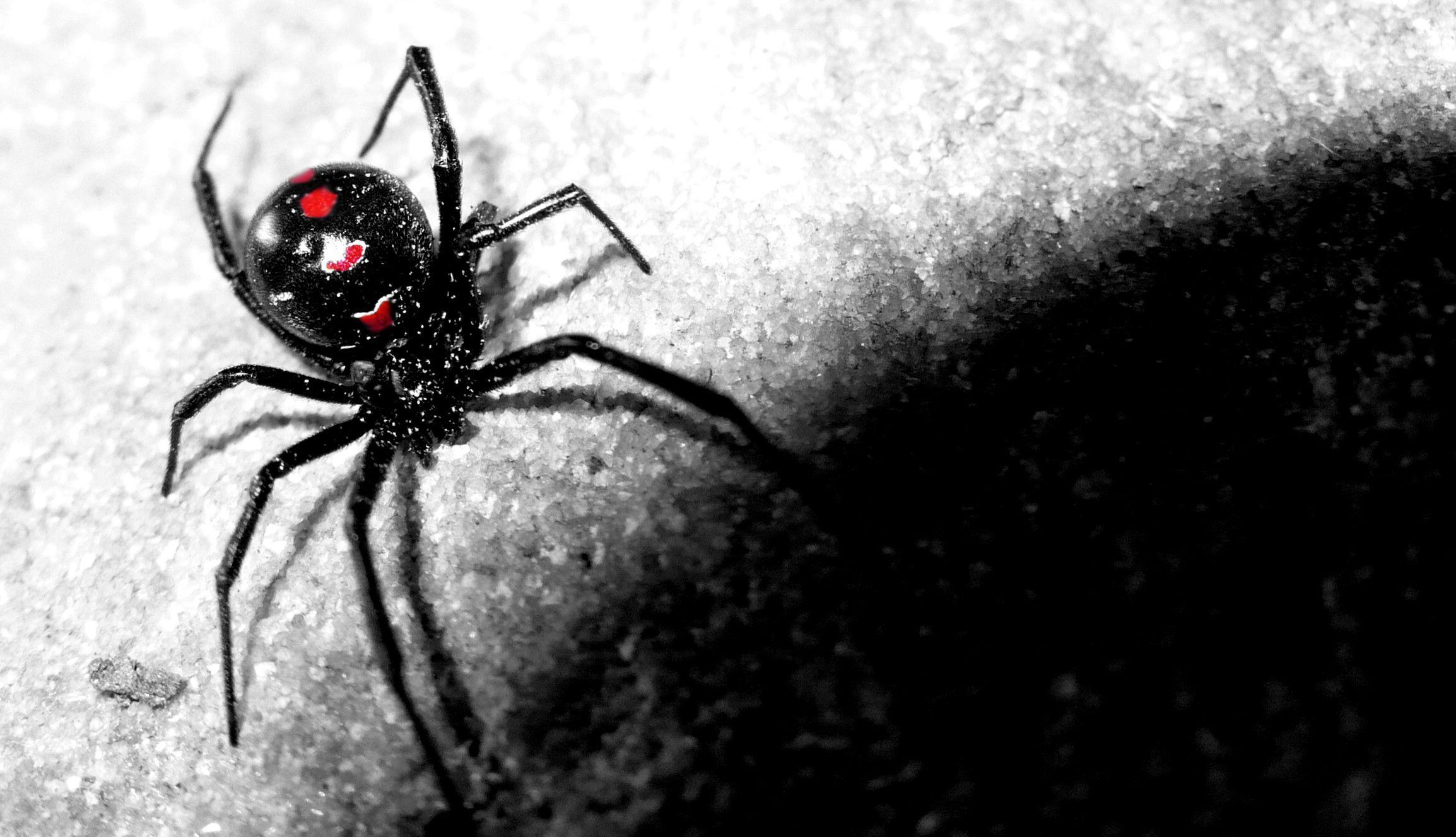 Black Widow Spiders Wallpapers