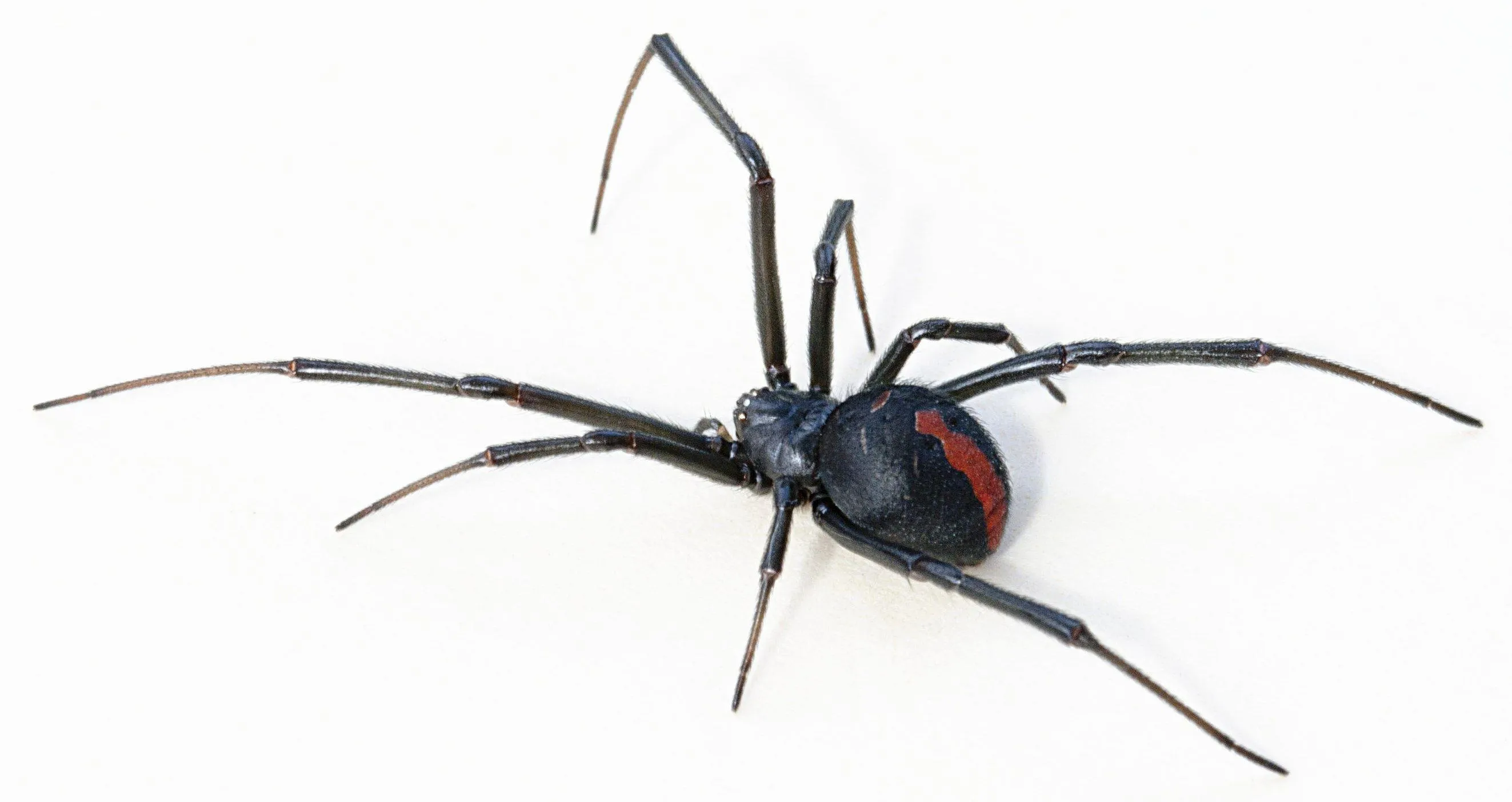 black widow spiders wallpapers 2