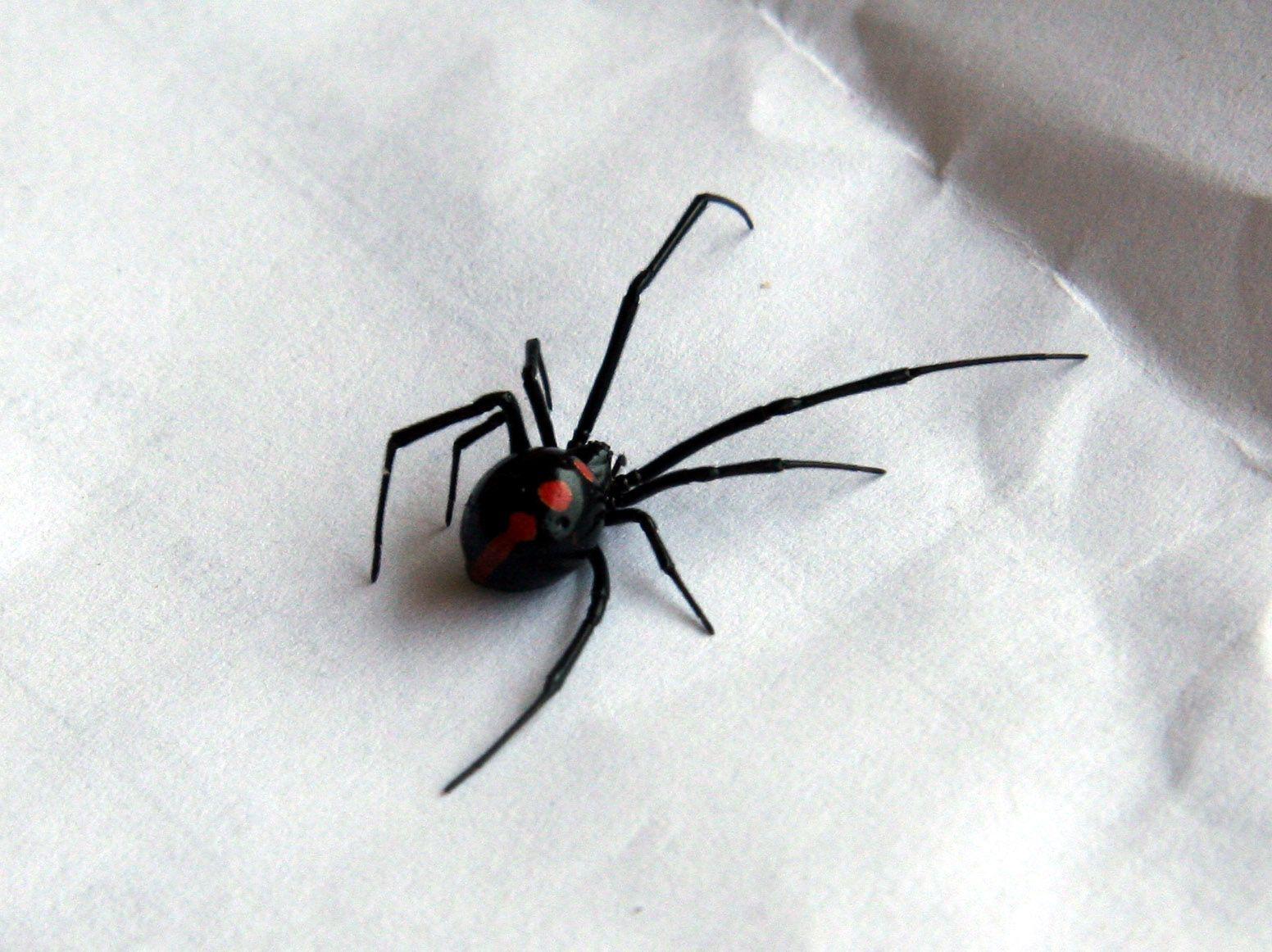 Black Widow Spiders Wallpapers