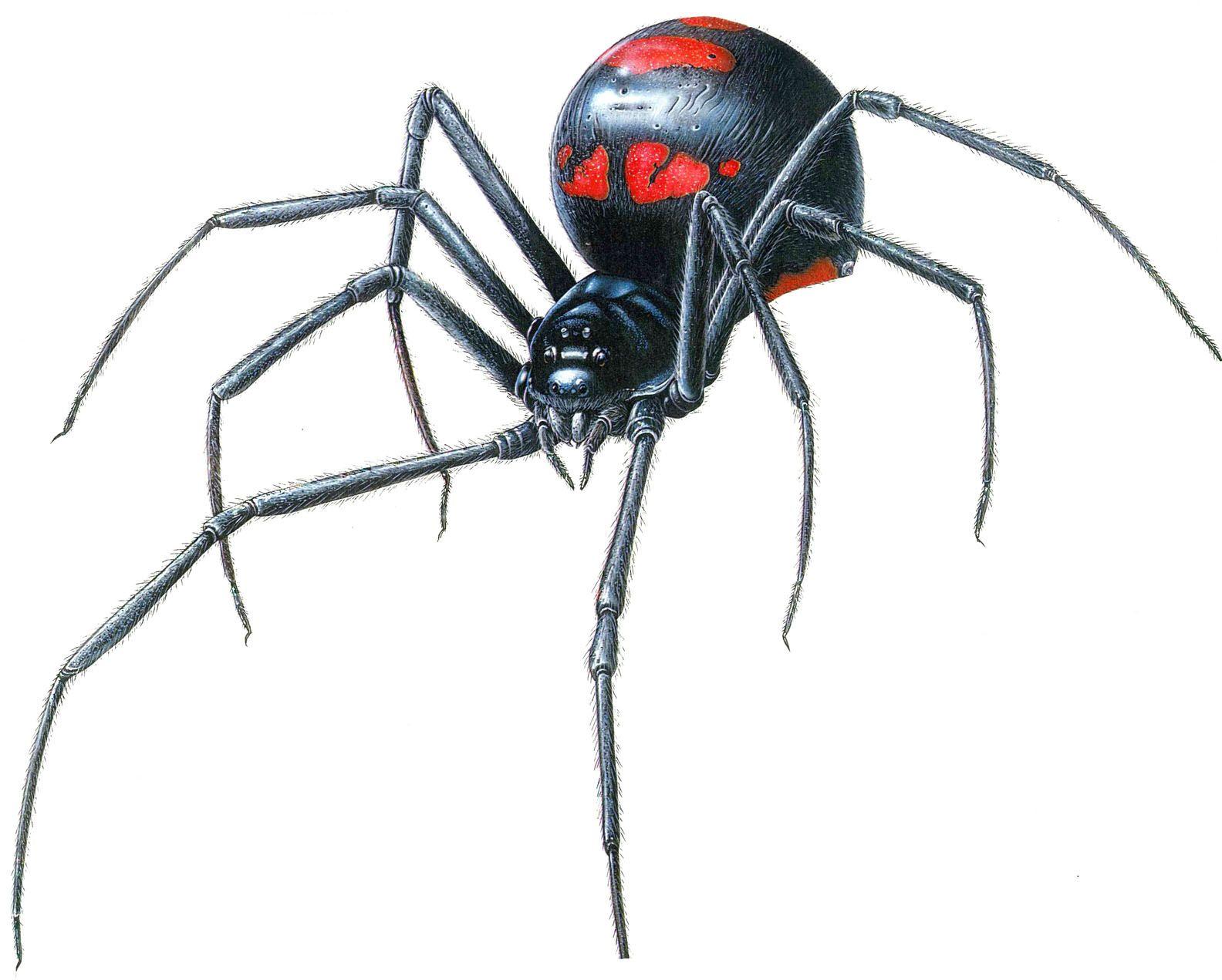 Black Widow Spiders Wallpapers