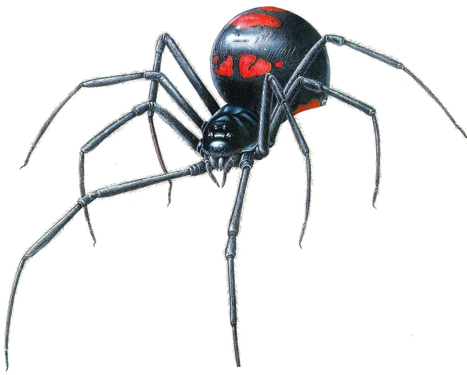 black widow spiders wallpapers 4