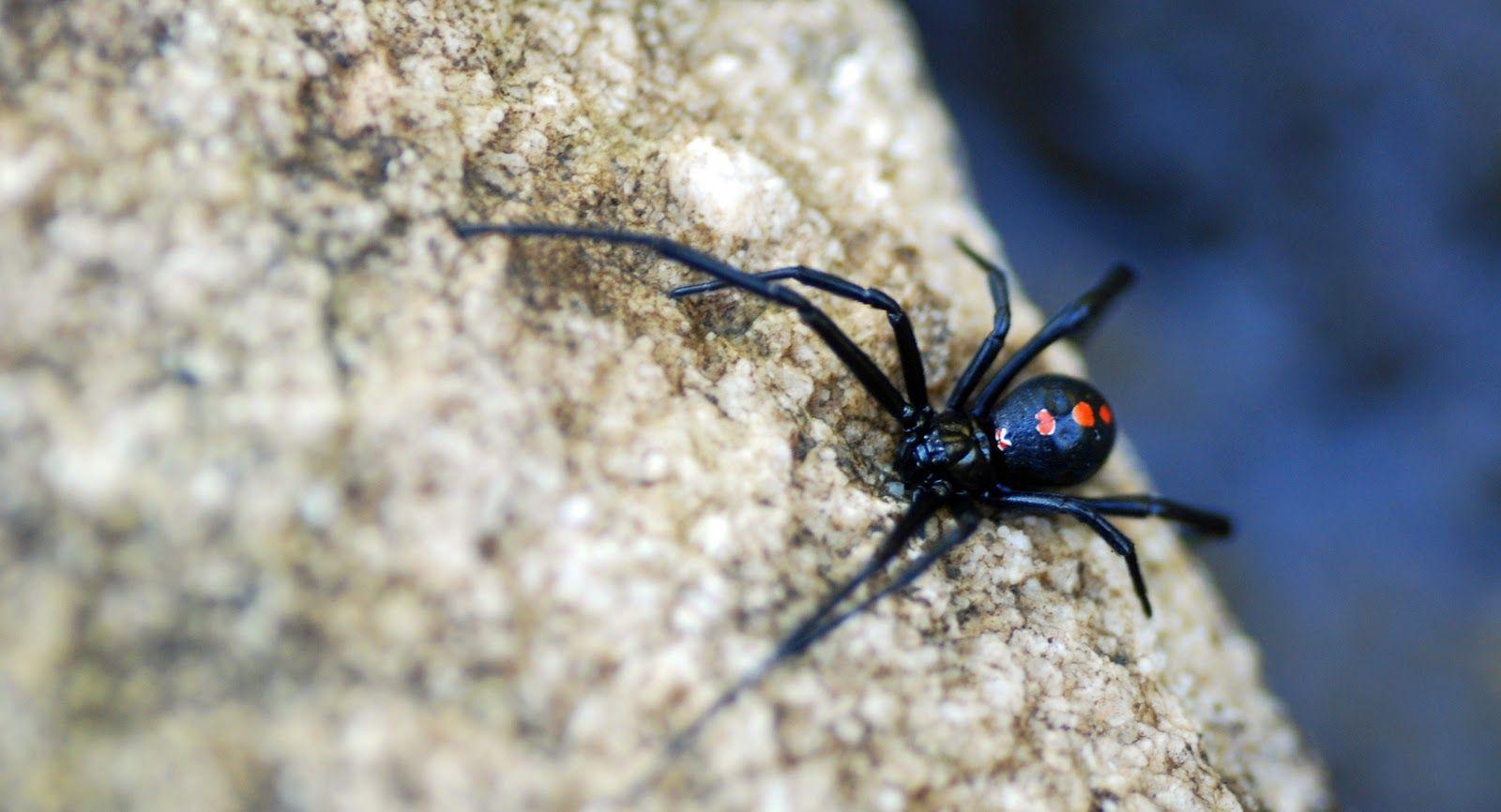 Black Widow Spiders Wallpapers