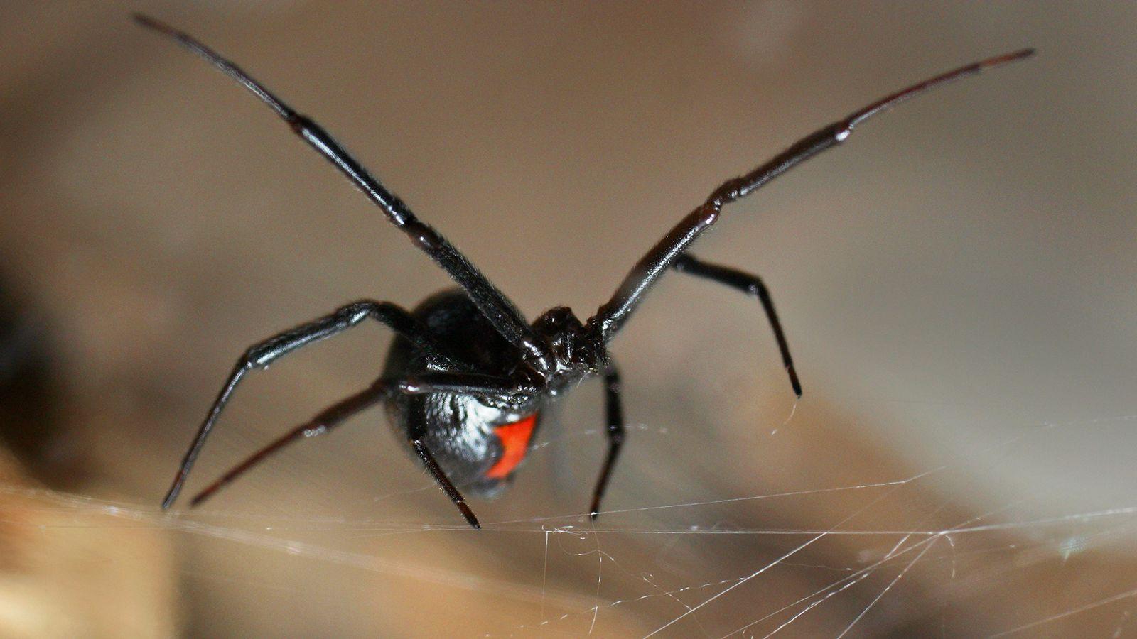 Black Widow Spiders Wallpapers