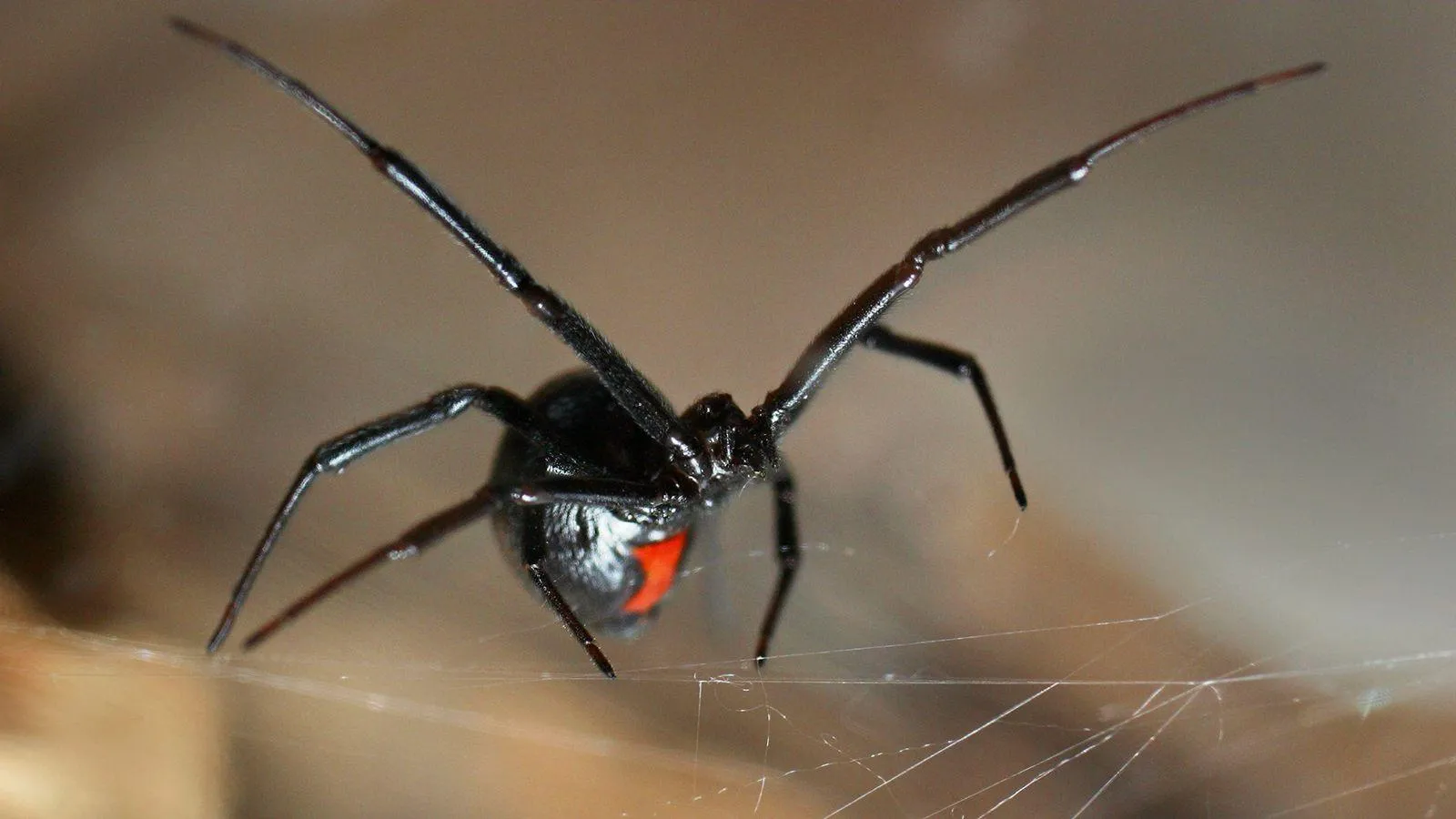 black widow spiders wallpapers 6