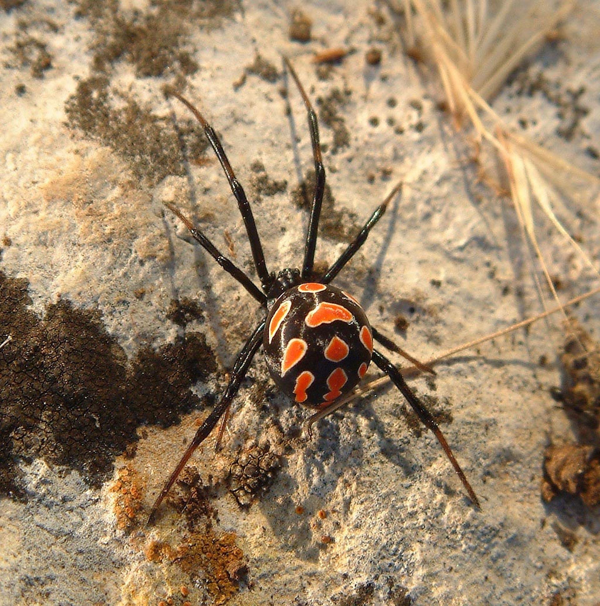 Black Widow Spiders Wallpapers