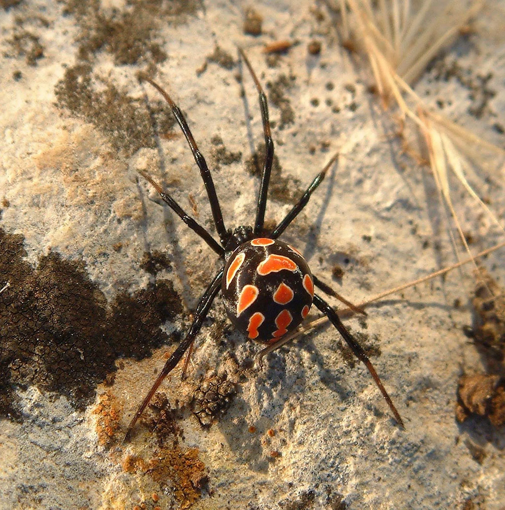 black widow spiders wallpapers 7